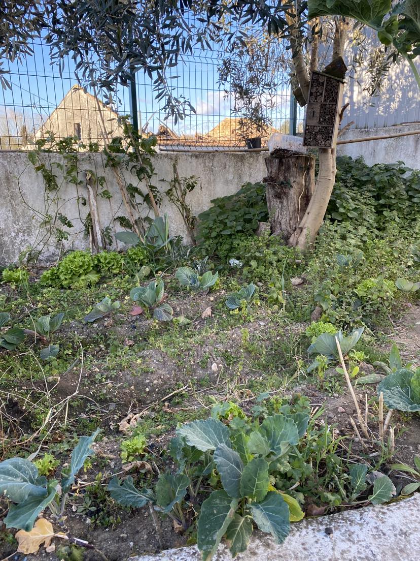 Plantas da horta e ervas daninhas