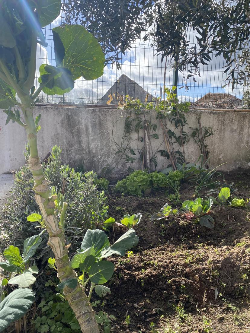 Horta limpa pronta a mexer a terra
