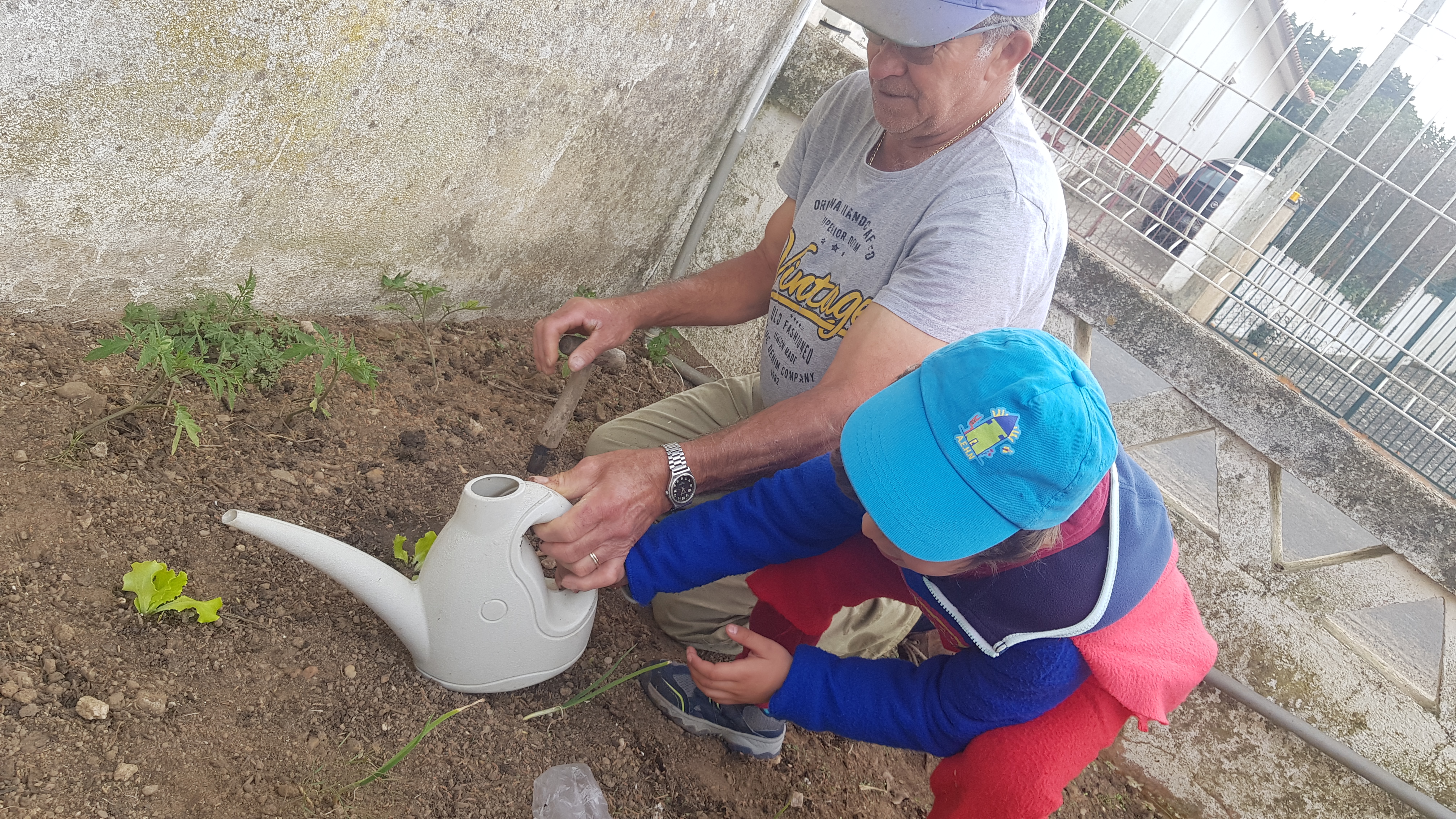 "O nosso Avô ensinou a plantar Alfaces Bebés!"