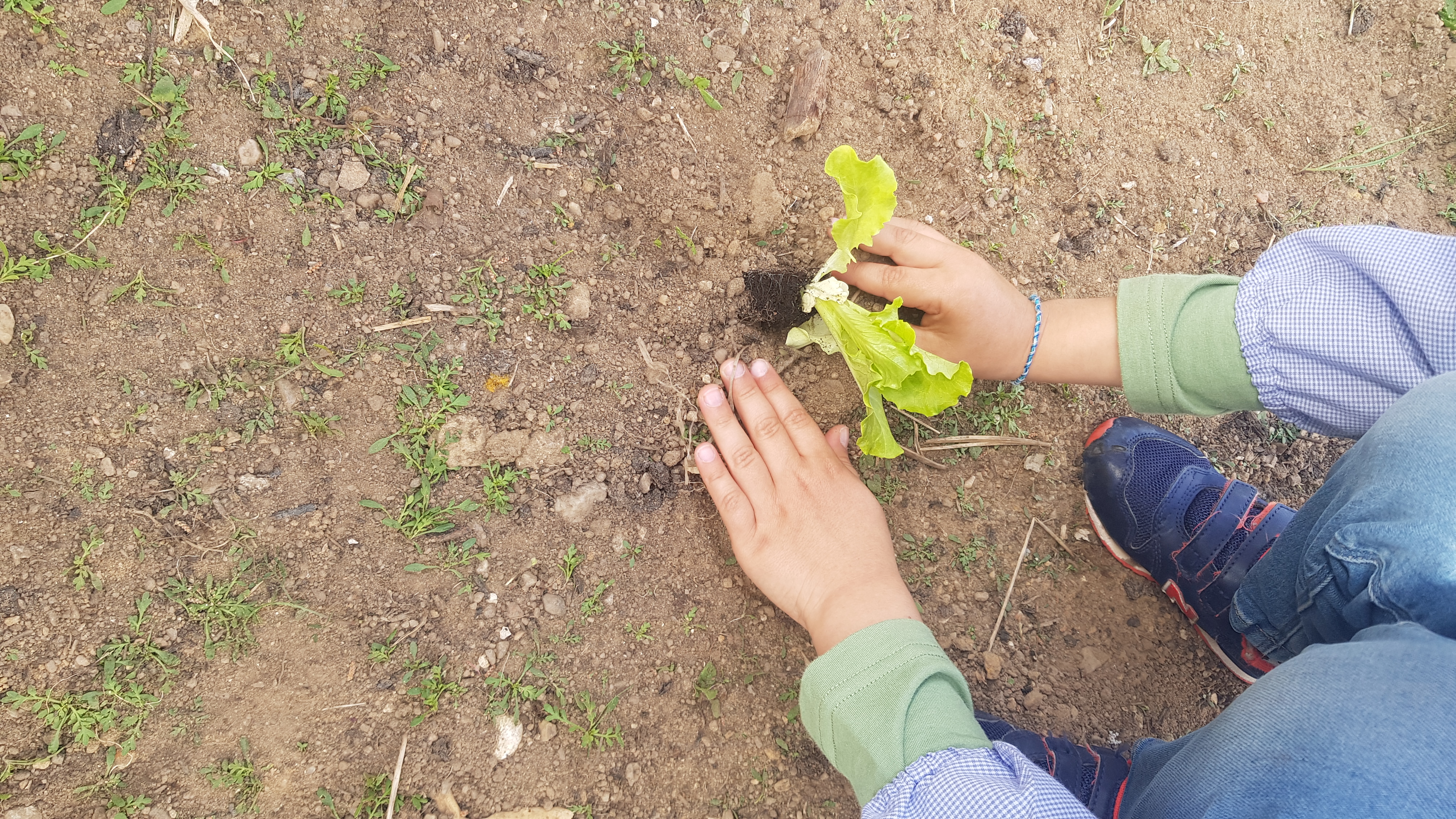 "Plantámos mais Alfaces Bebés!"