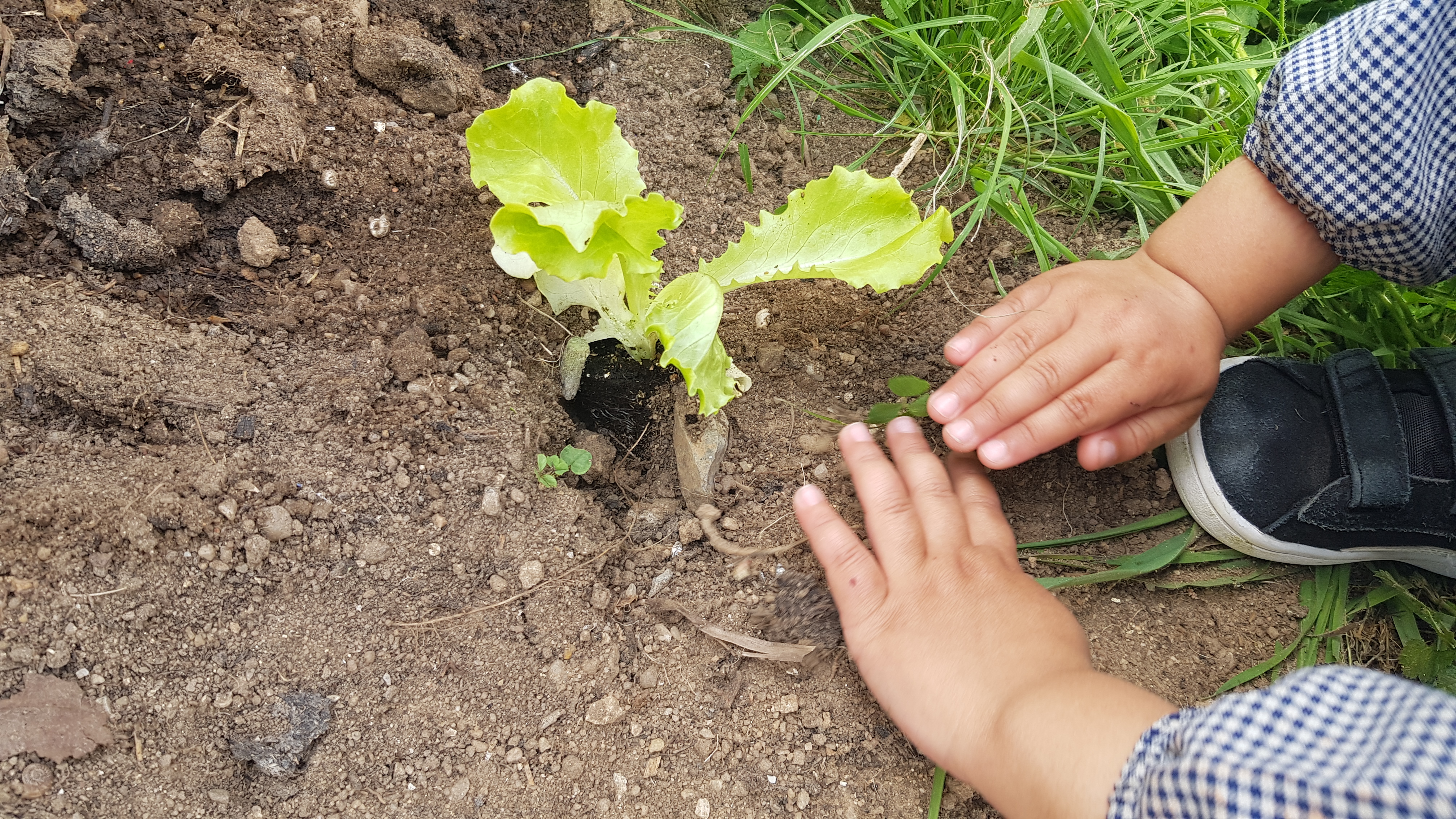 "Plantámos mais Alfaces Bebés!"