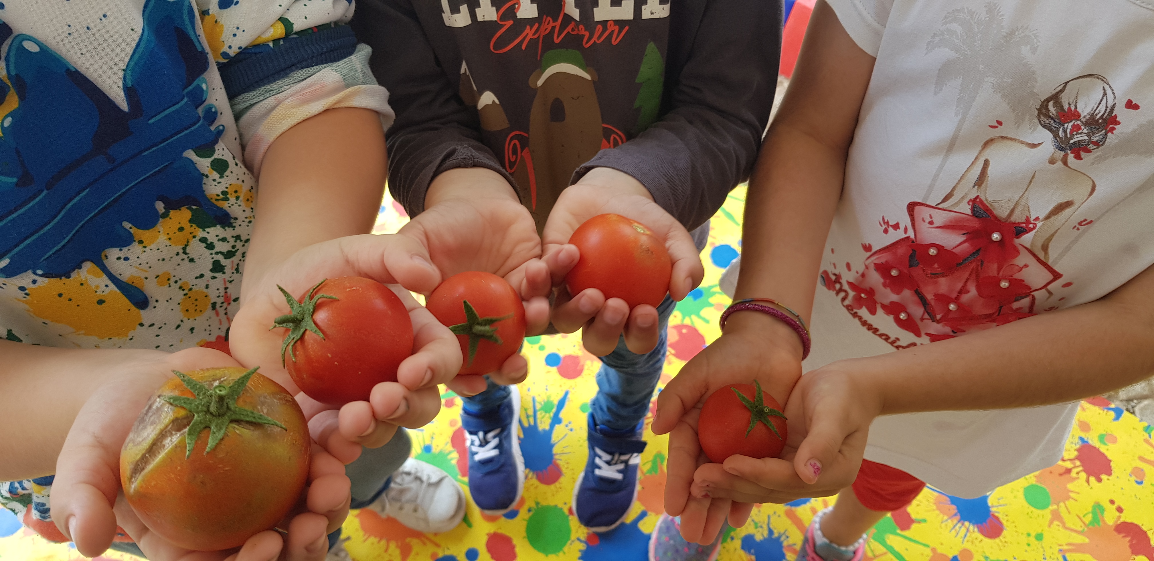 "Viva! Apanhámos Tomates vermelhinhos e rechonchudos para a nossa saladinha!"