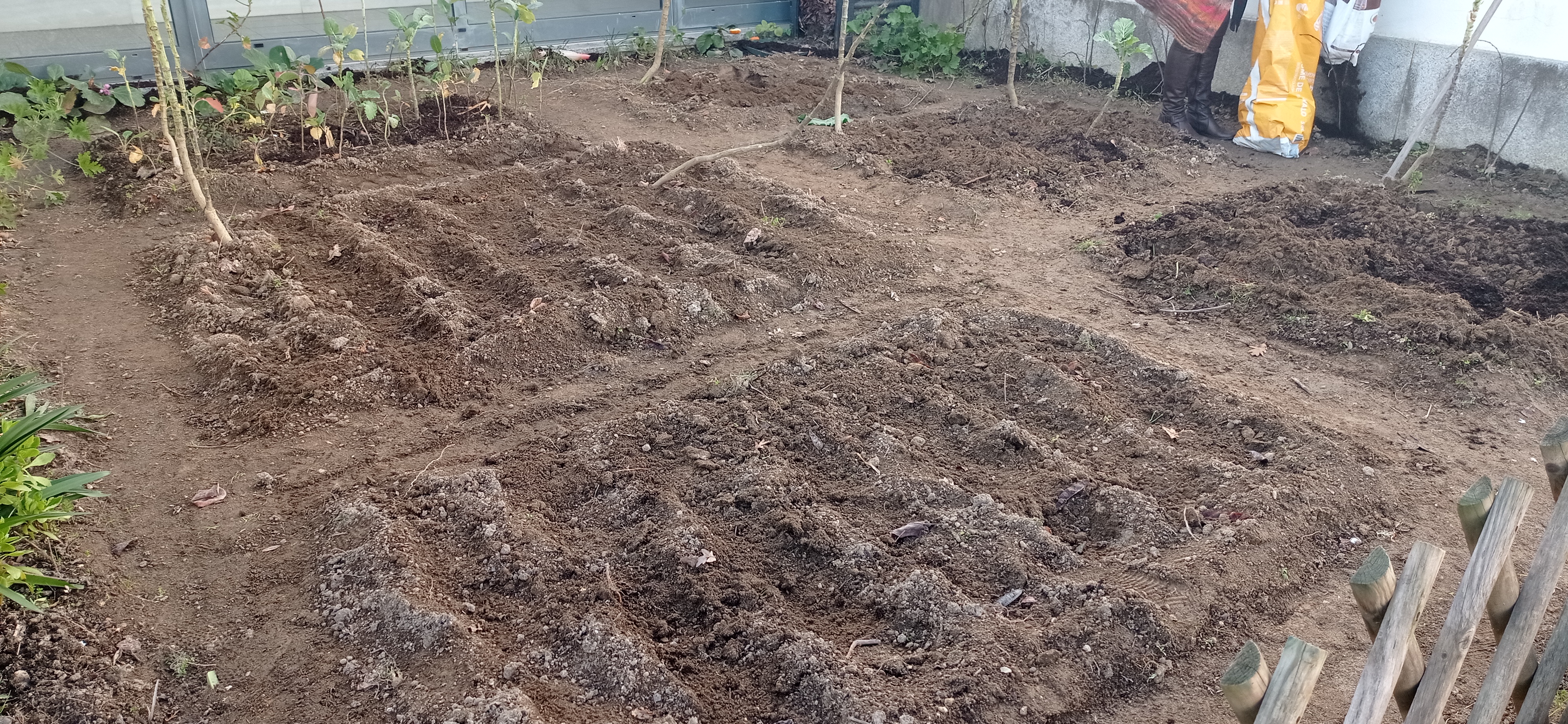 Leiras da horta já com sementes na terra.