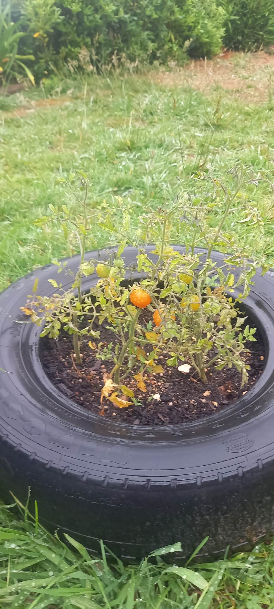 Os tomatinhos já estão a ficar cor-de-laranja. Estão a amadurecer!...