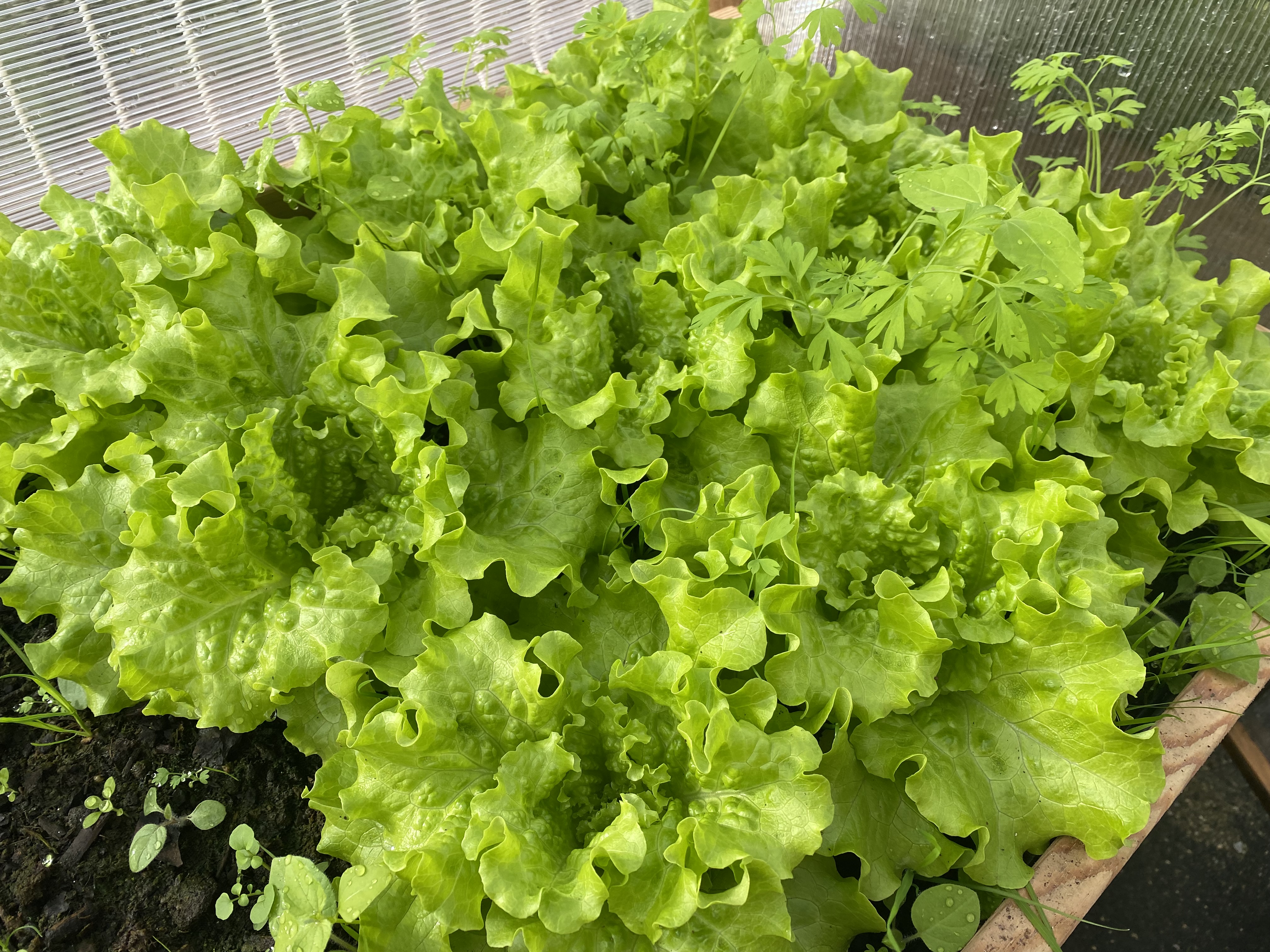 Crescimento de algumas plantas (na estufa)