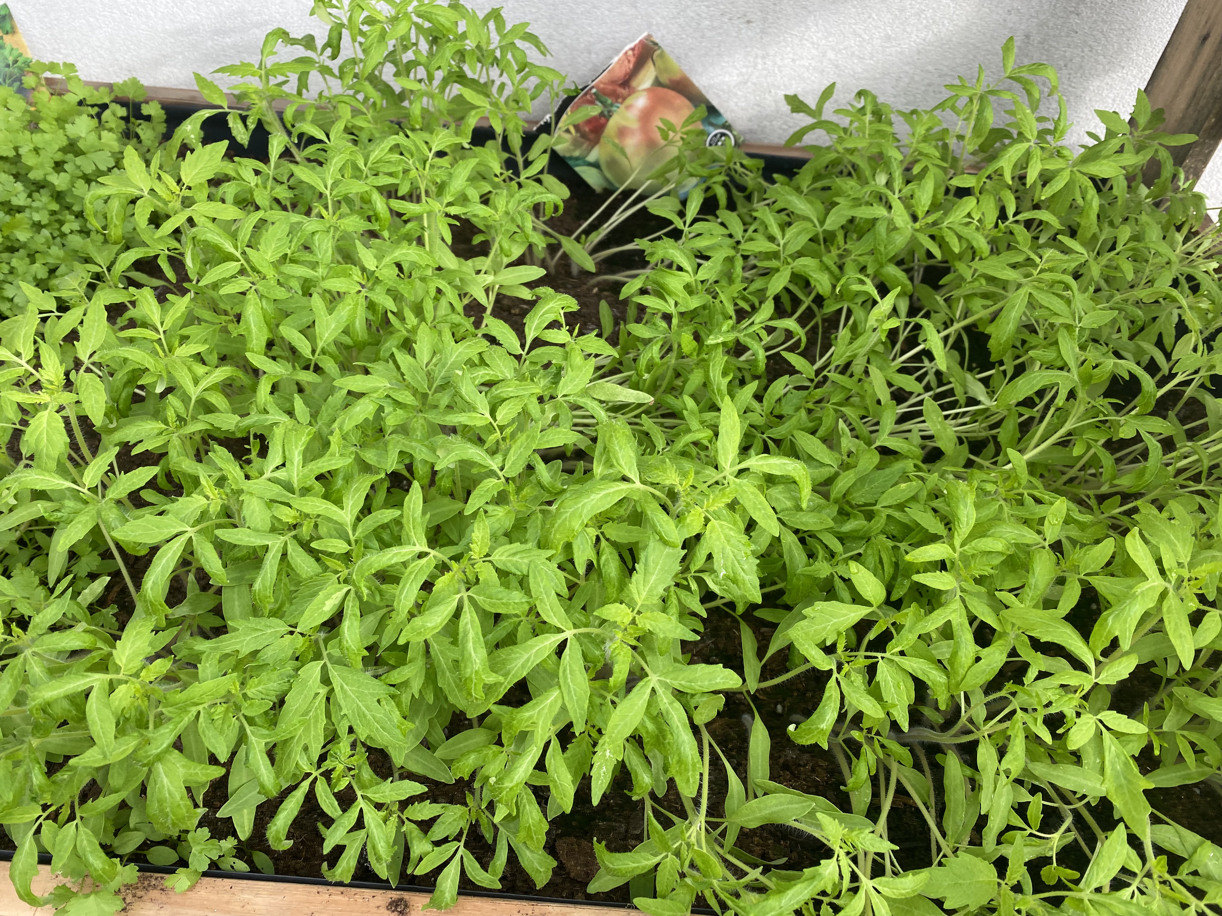 Crescimento de algumas plantas (na estufa)