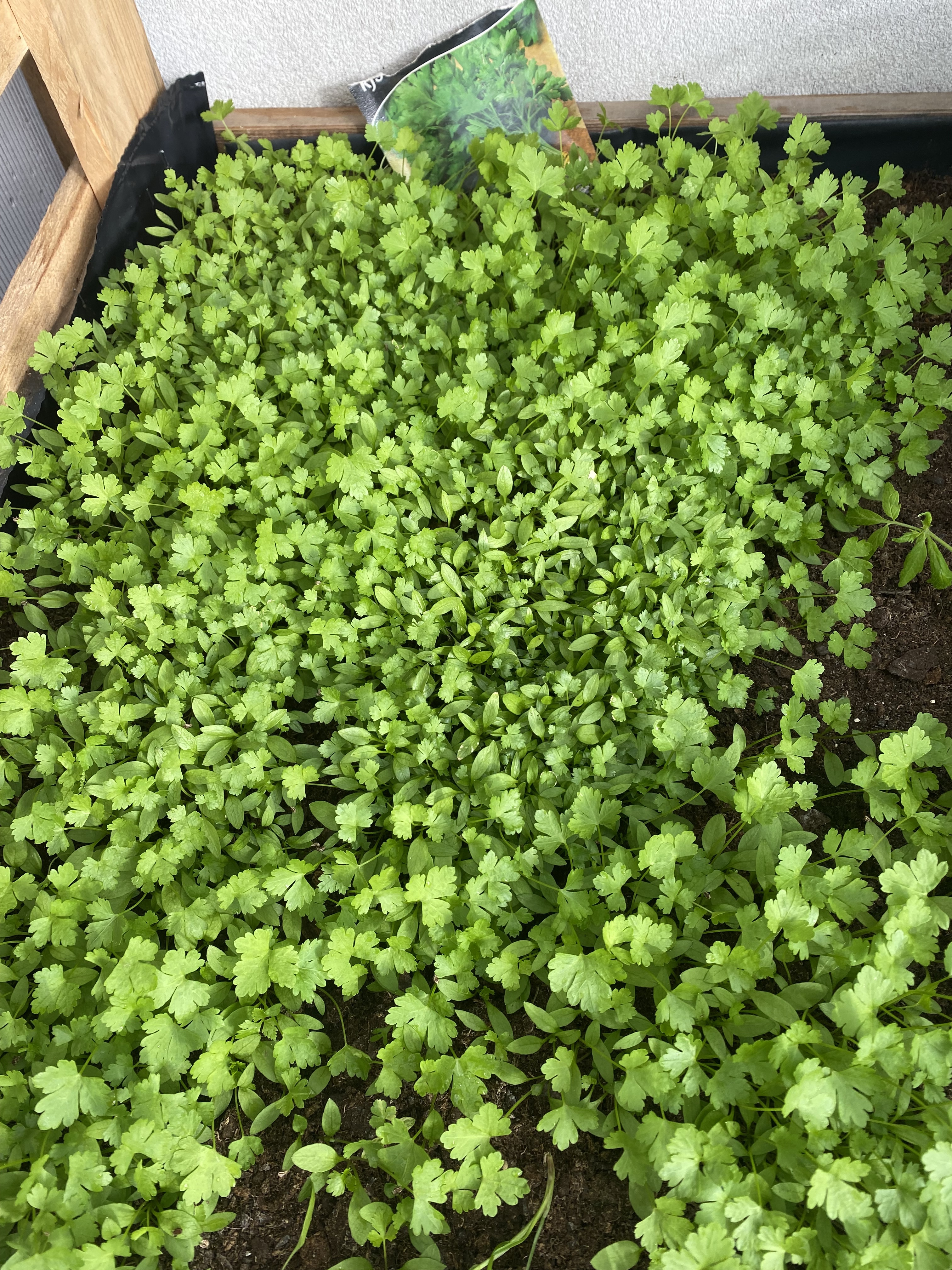 Crescimento de algumas plantas (na estufa)