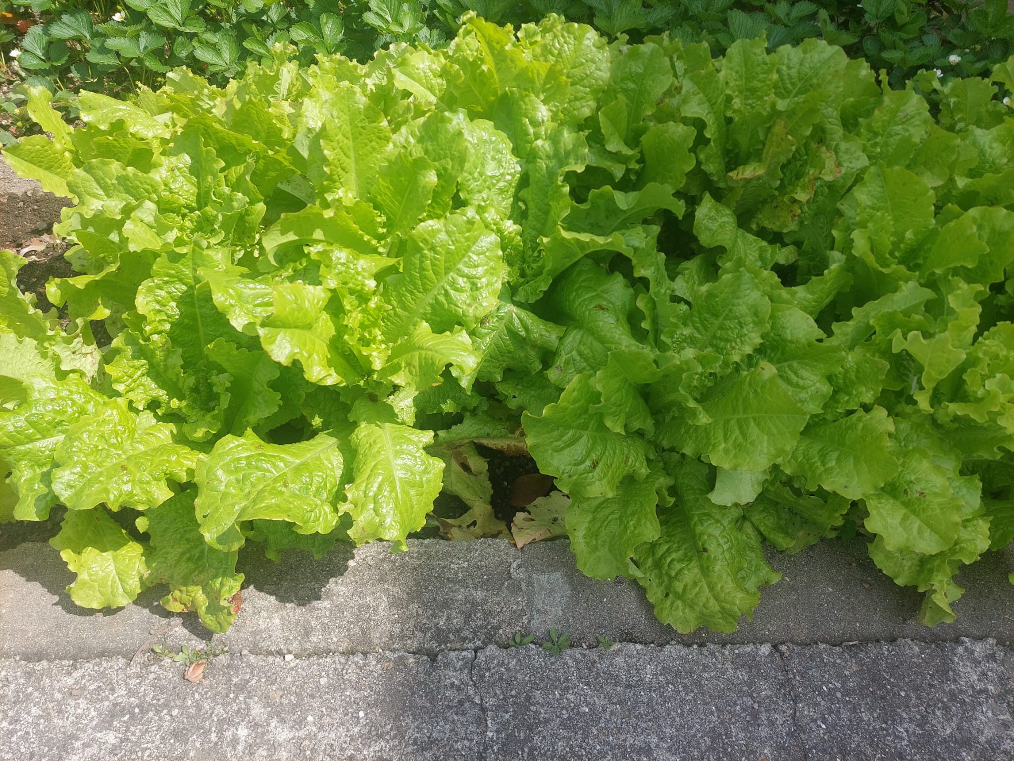 Planta em crescimento