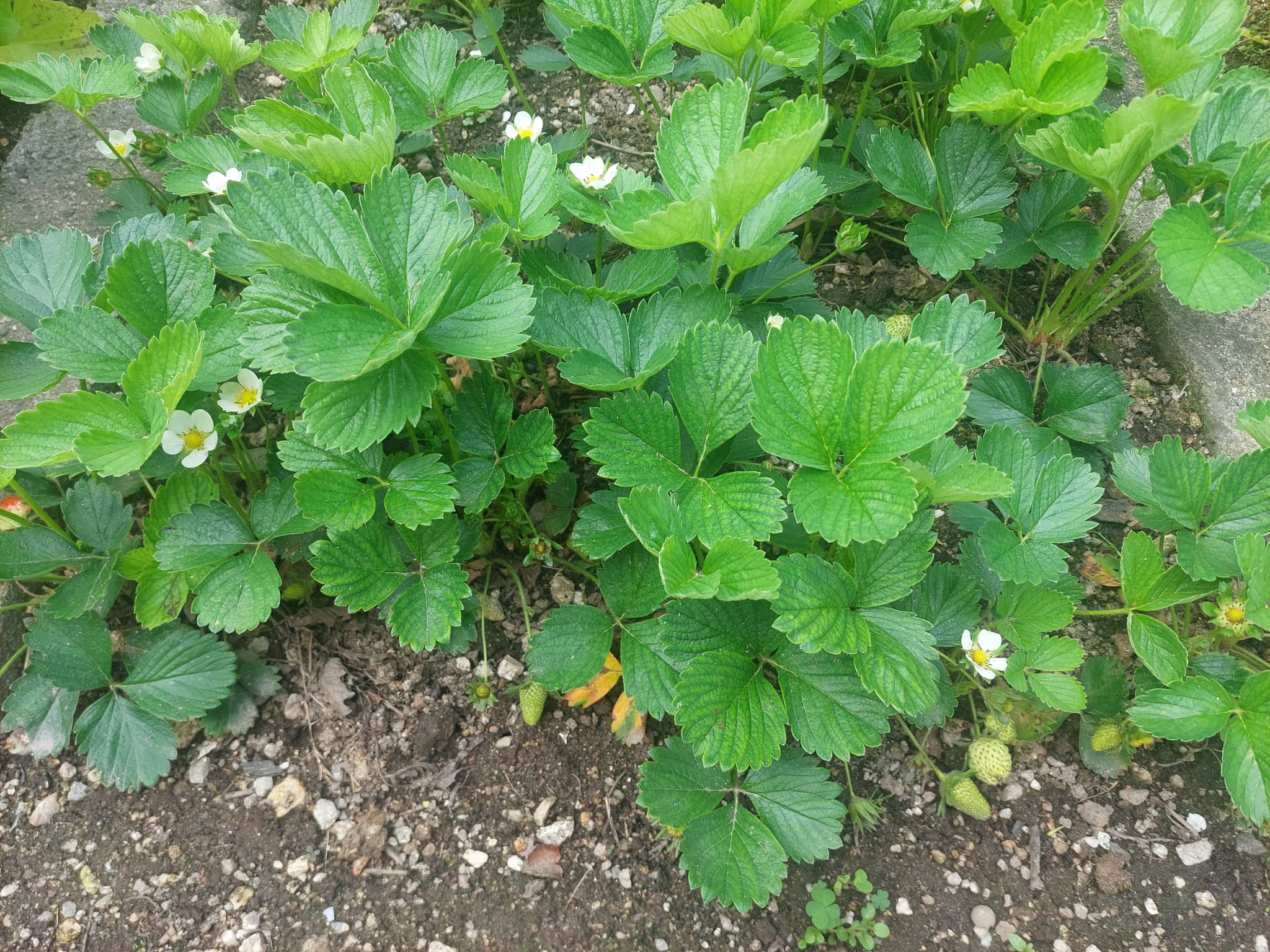 Planta em crescimento