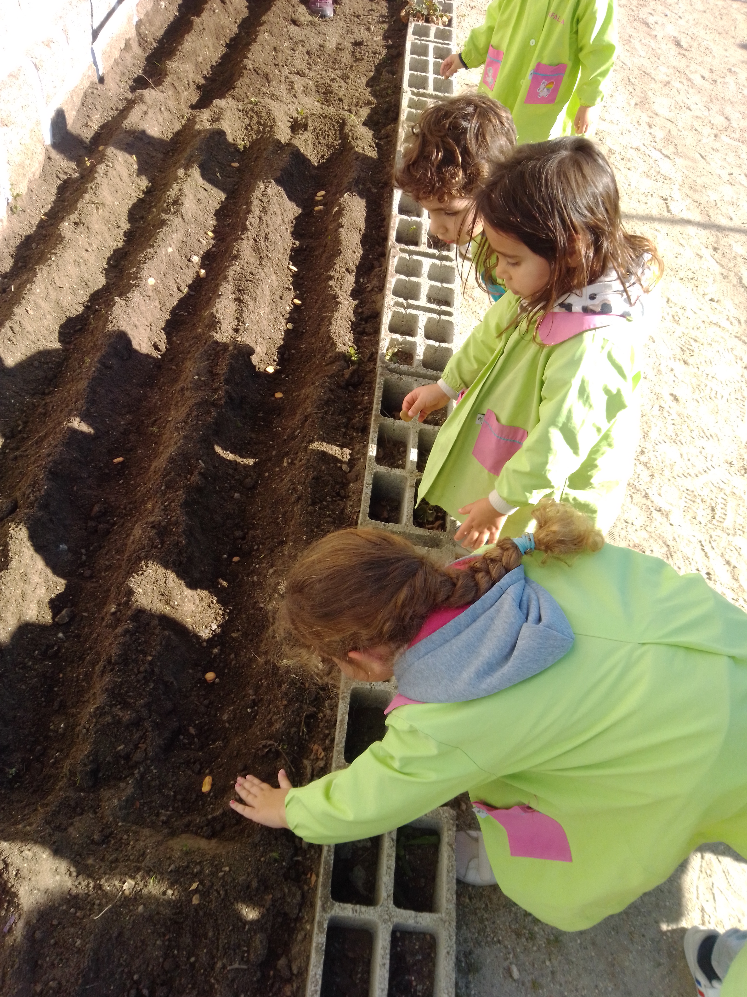 Colocaram as sementes-favas.