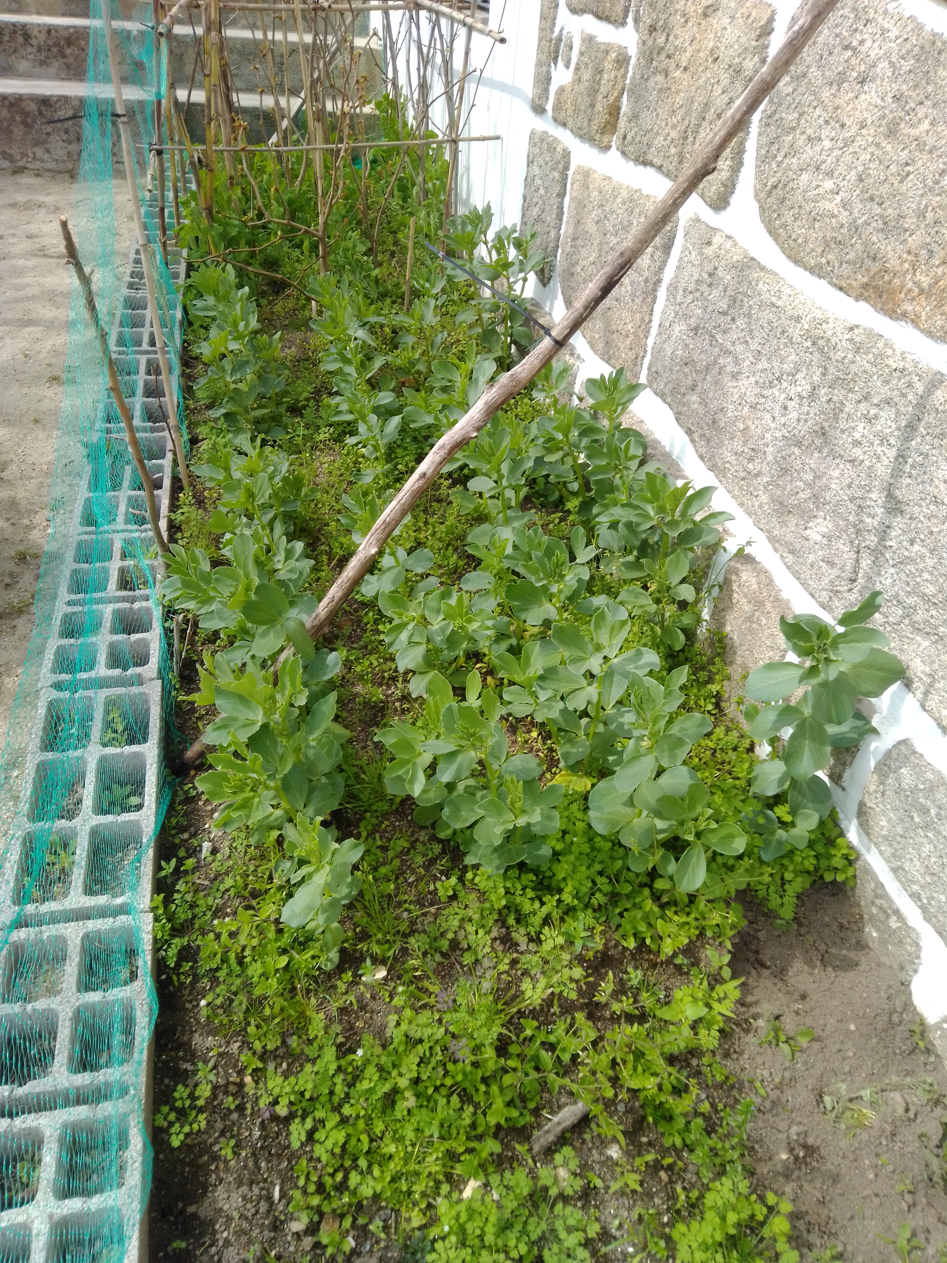 as plantas cresceram, as favas e as ervilhas, os tremoços só nasceram alguns.
