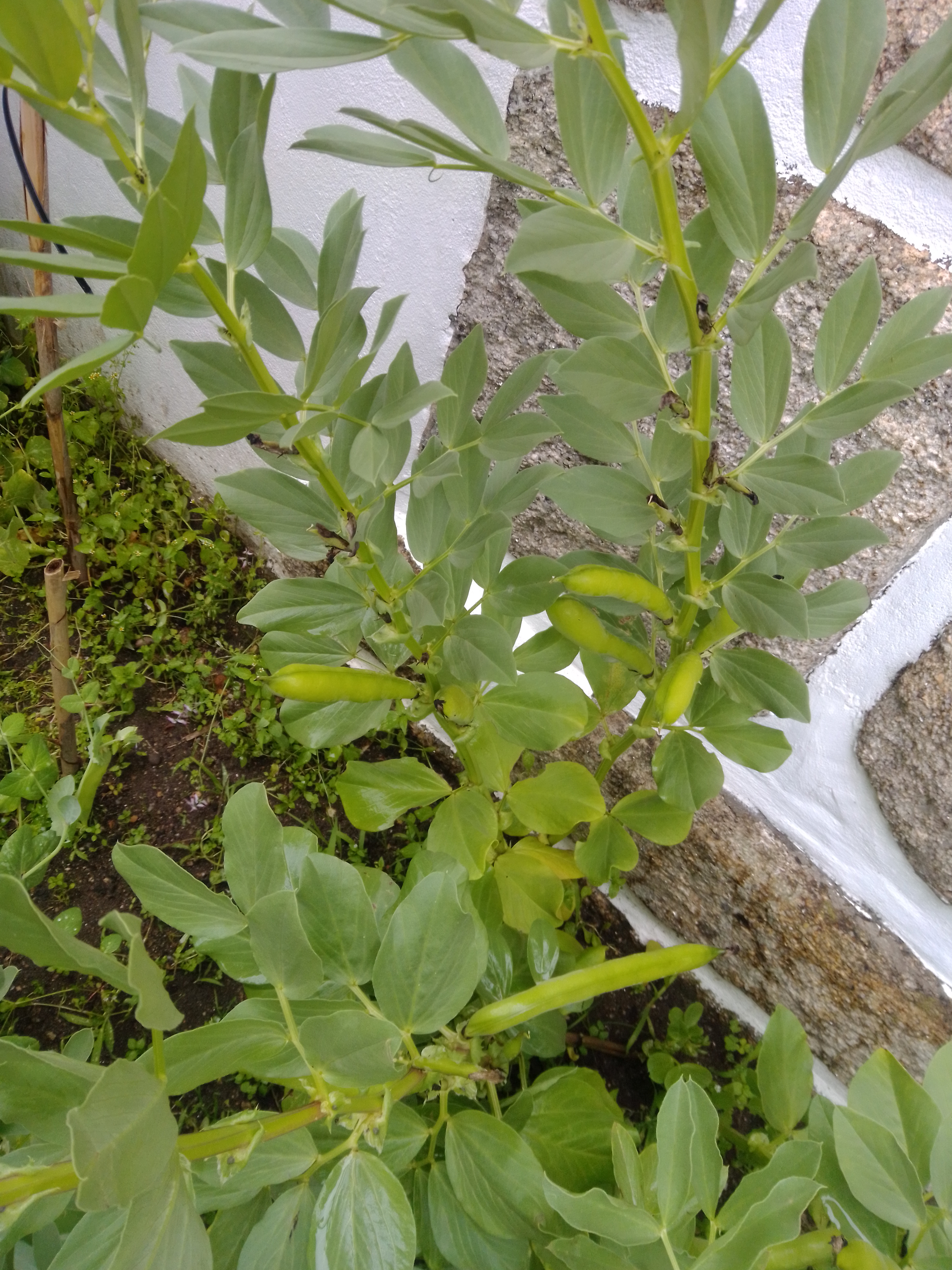 as favas nasceram mais tarde...Também deram bastantes.