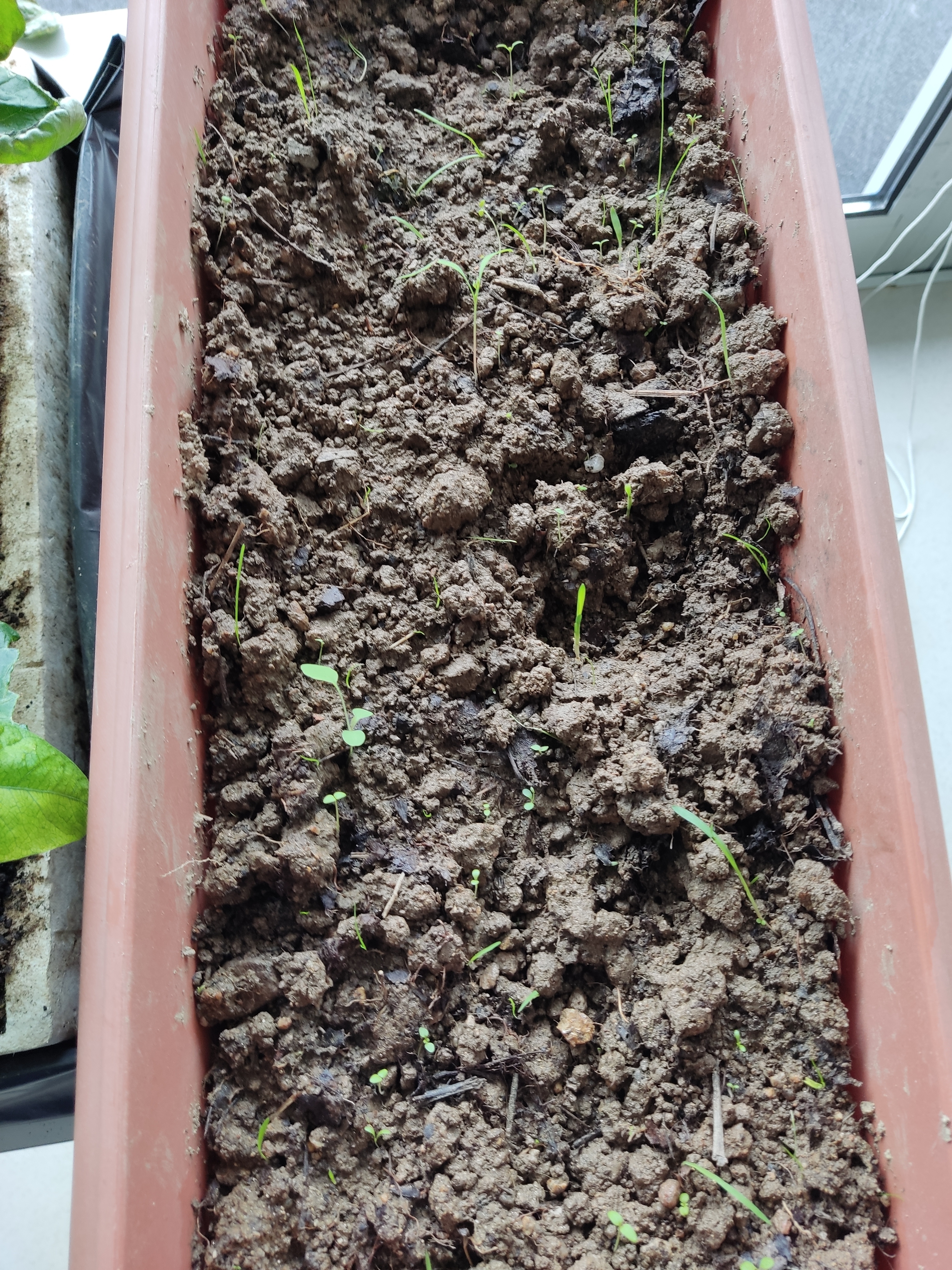 Fizeram-se vasos com semente de tomate para mais tarde transplantar