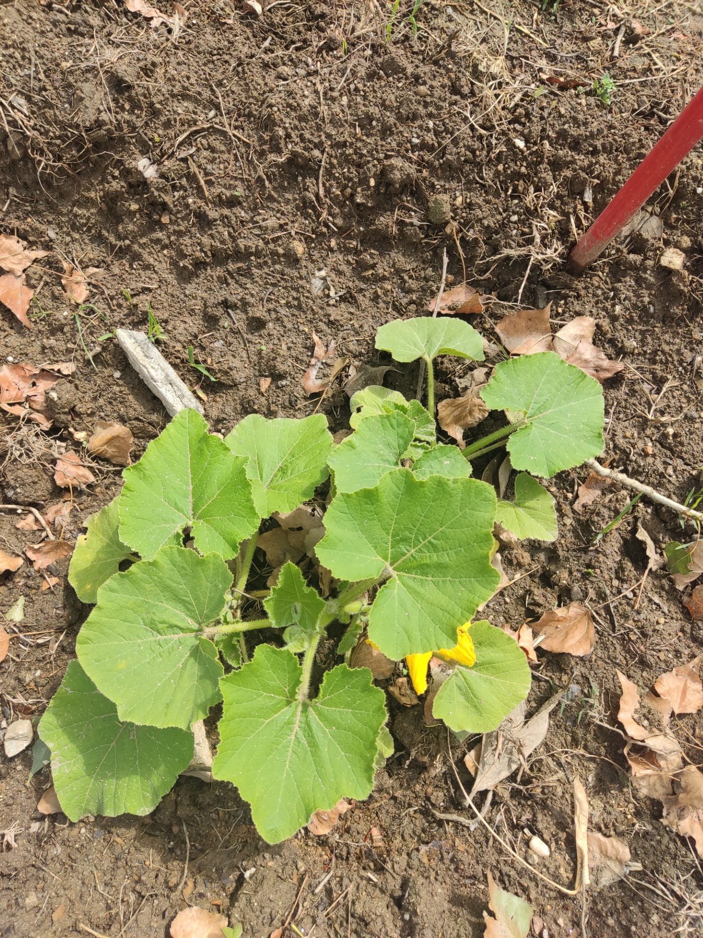 abóboras com flor