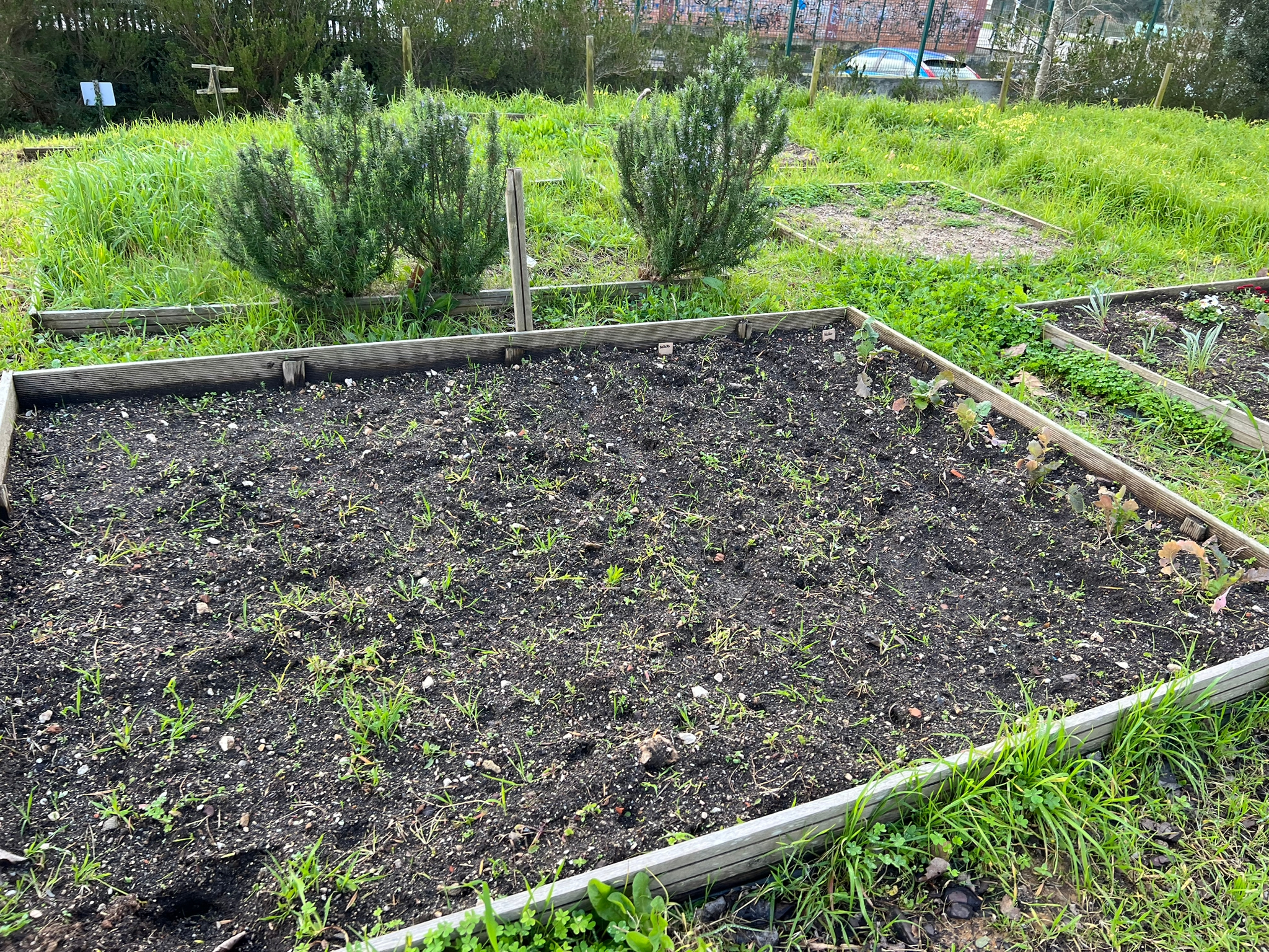 Horta em fase de crescimento