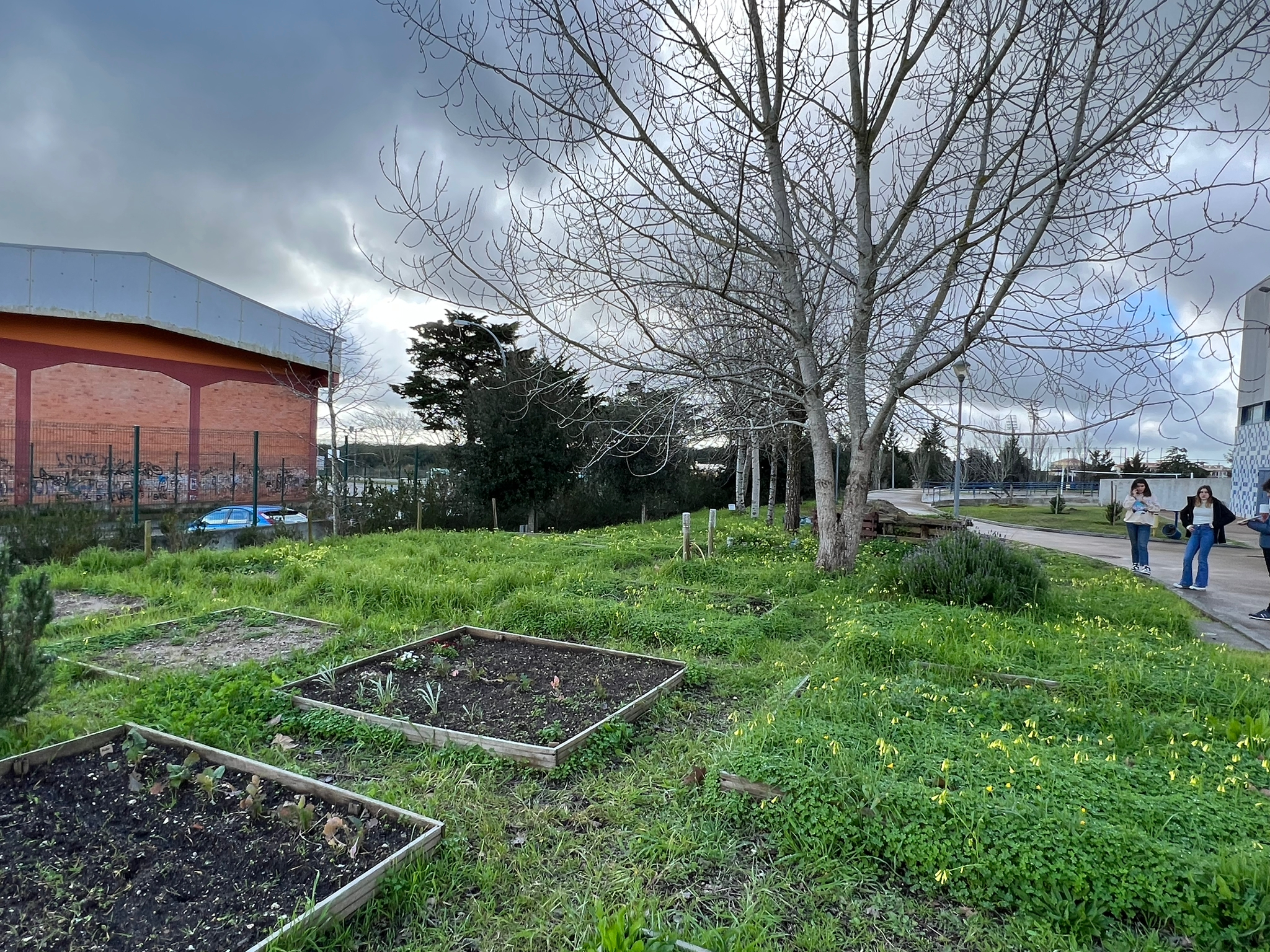 Horta em fase de crescimento