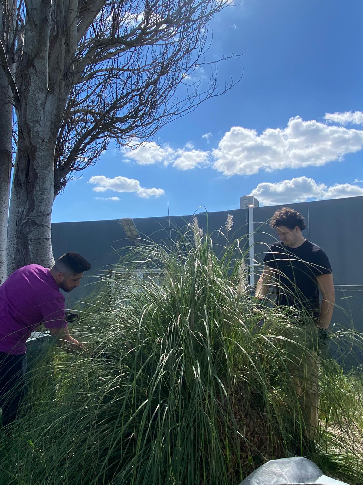 Neste espaço é importante isolar as plumas e eliminar para que não se reproduza.