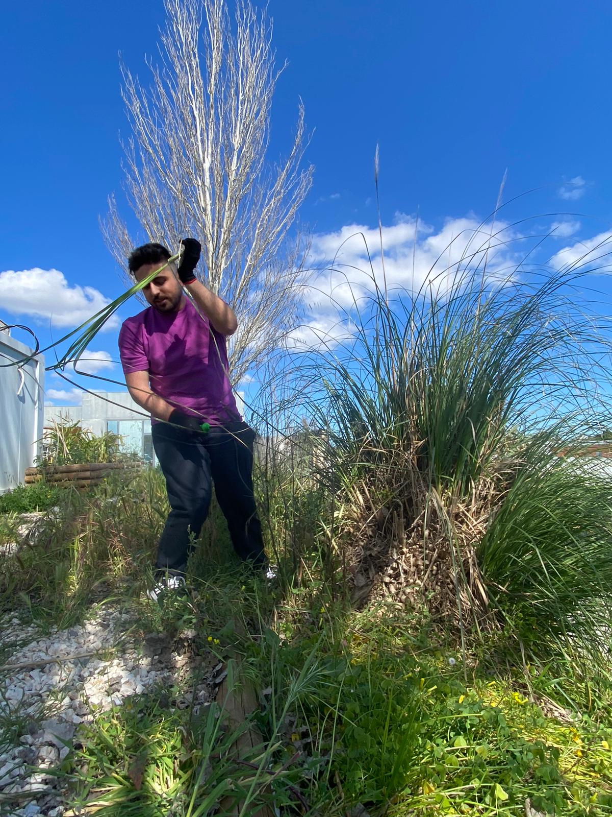 Foi feita a limpeza do nosso espaço para a horta e identificada uma planta considerada  invasora erva das pampas.