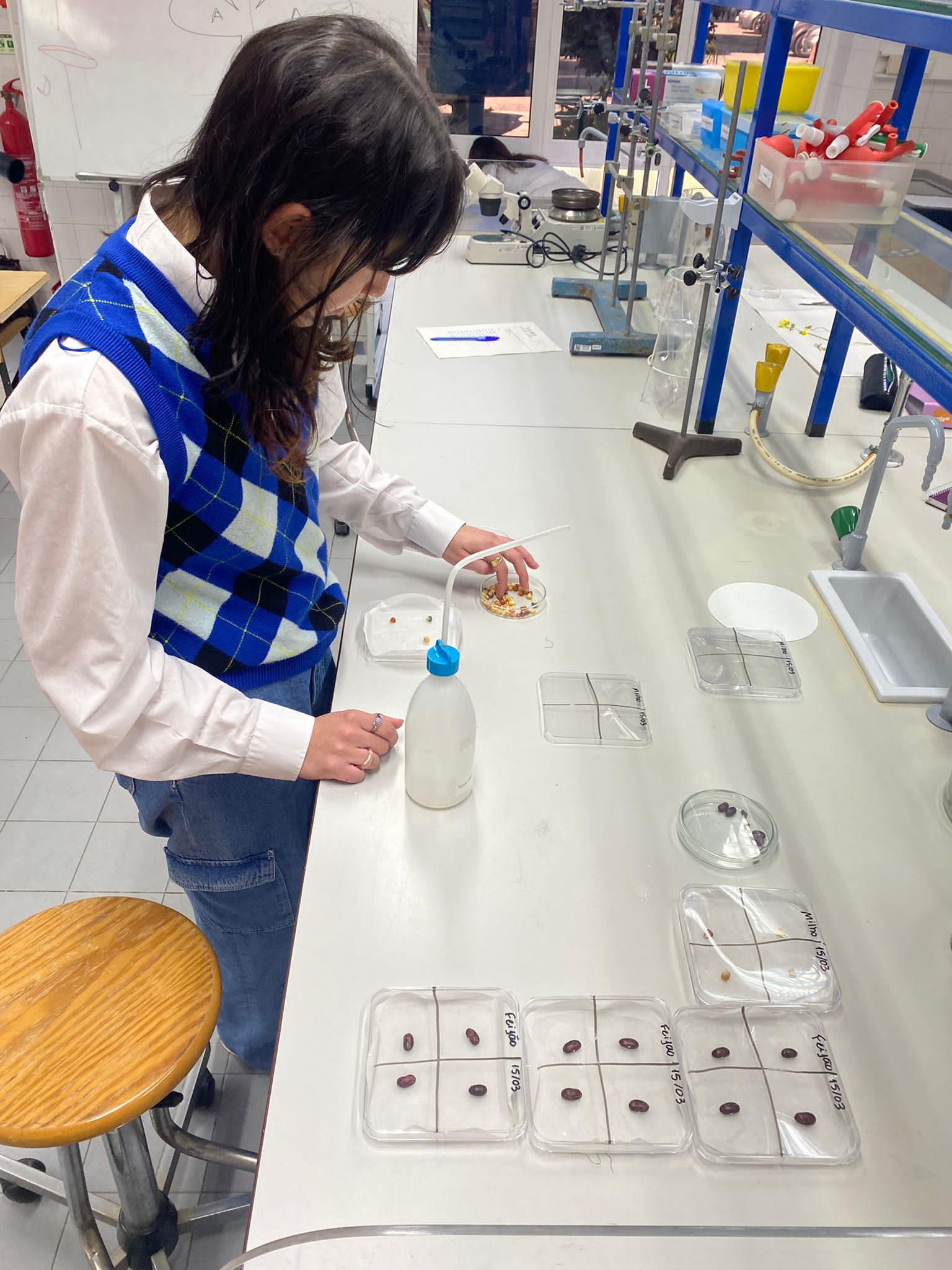 Entretanto no laboratório de biologia  preparam-se as sementes para a colheita de milho. Estas foram cedidas pela Quinta das águias pela Bióloga Joana Soto.