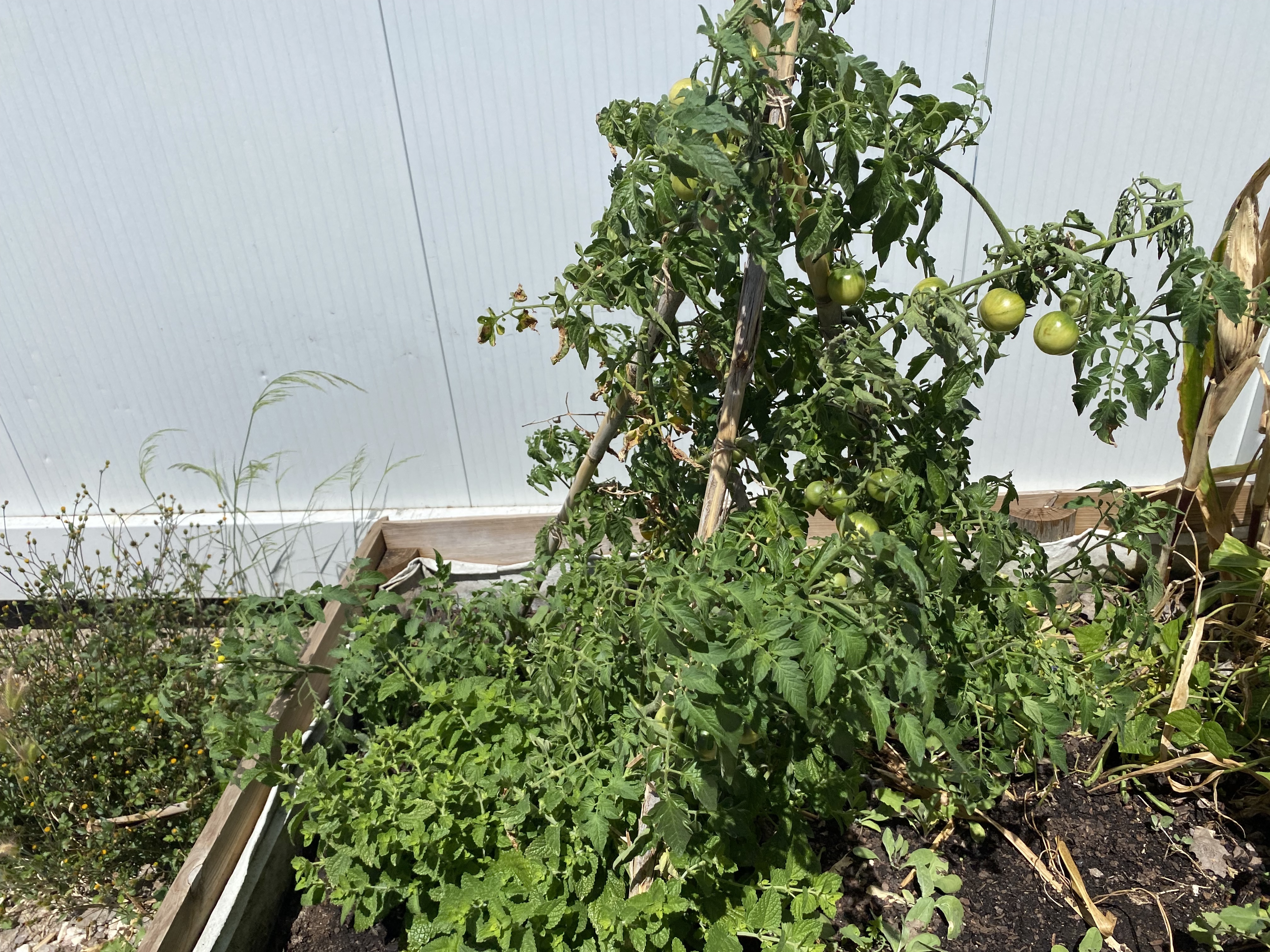 Entretanto no canteiro Grande já os tomates já estão bem crescidos e quase prontos para a colheita.