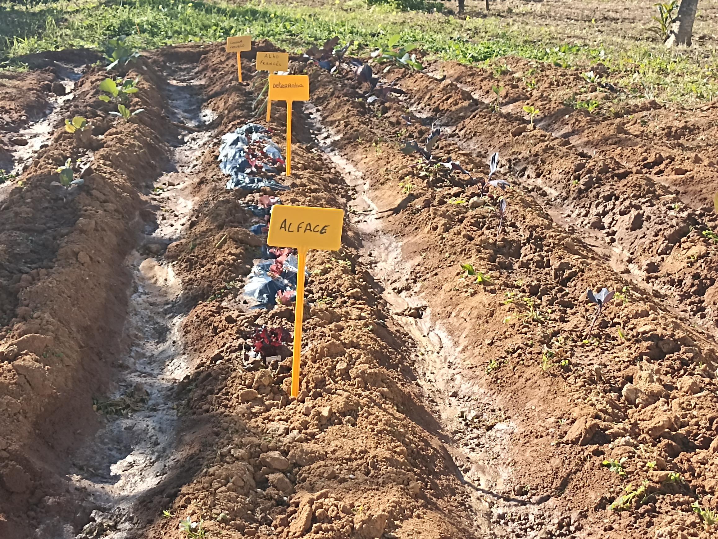Plantação de diferentes produtos hortícolas e rega da horta.