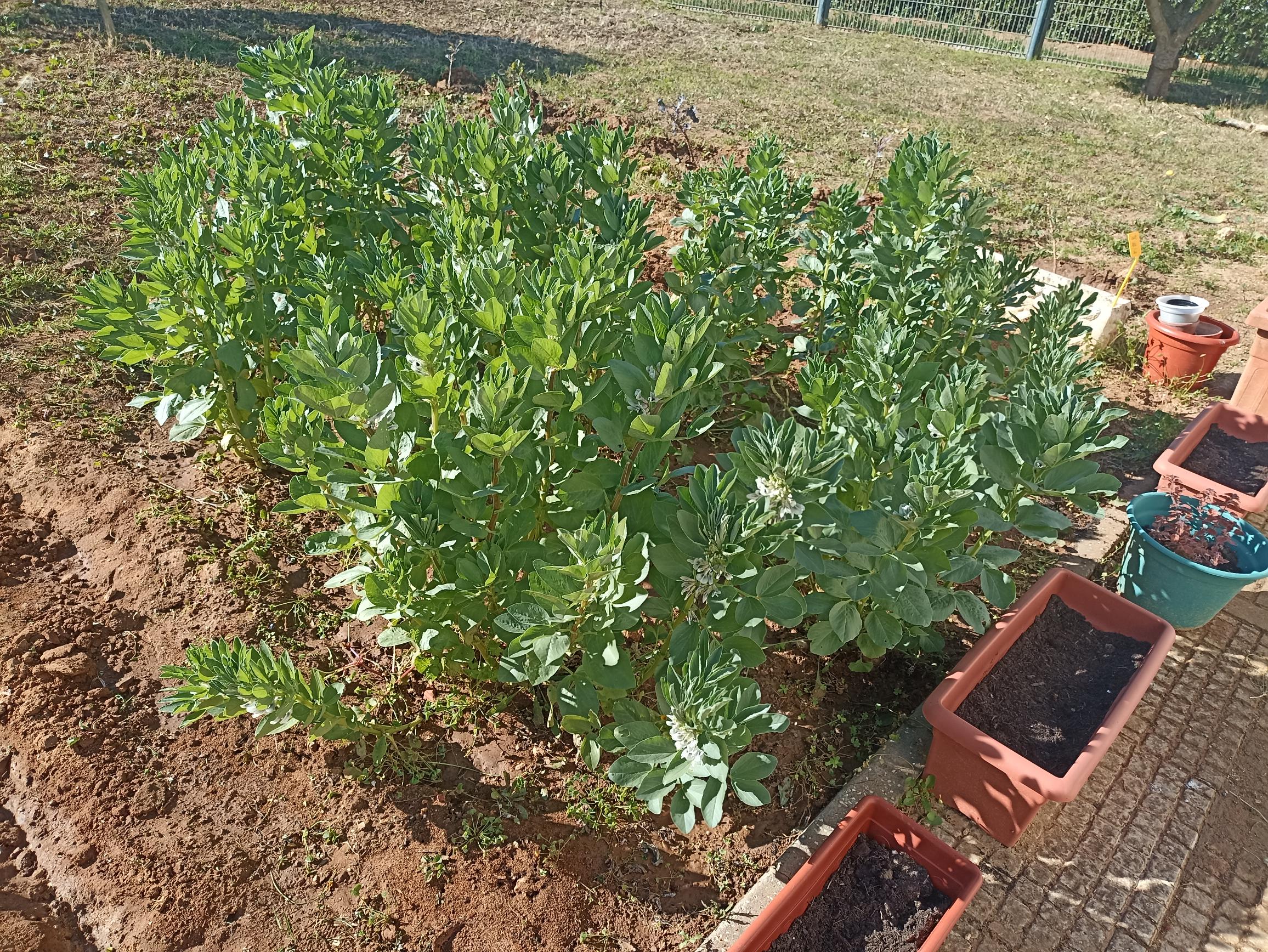 A nossa plantação de favas.