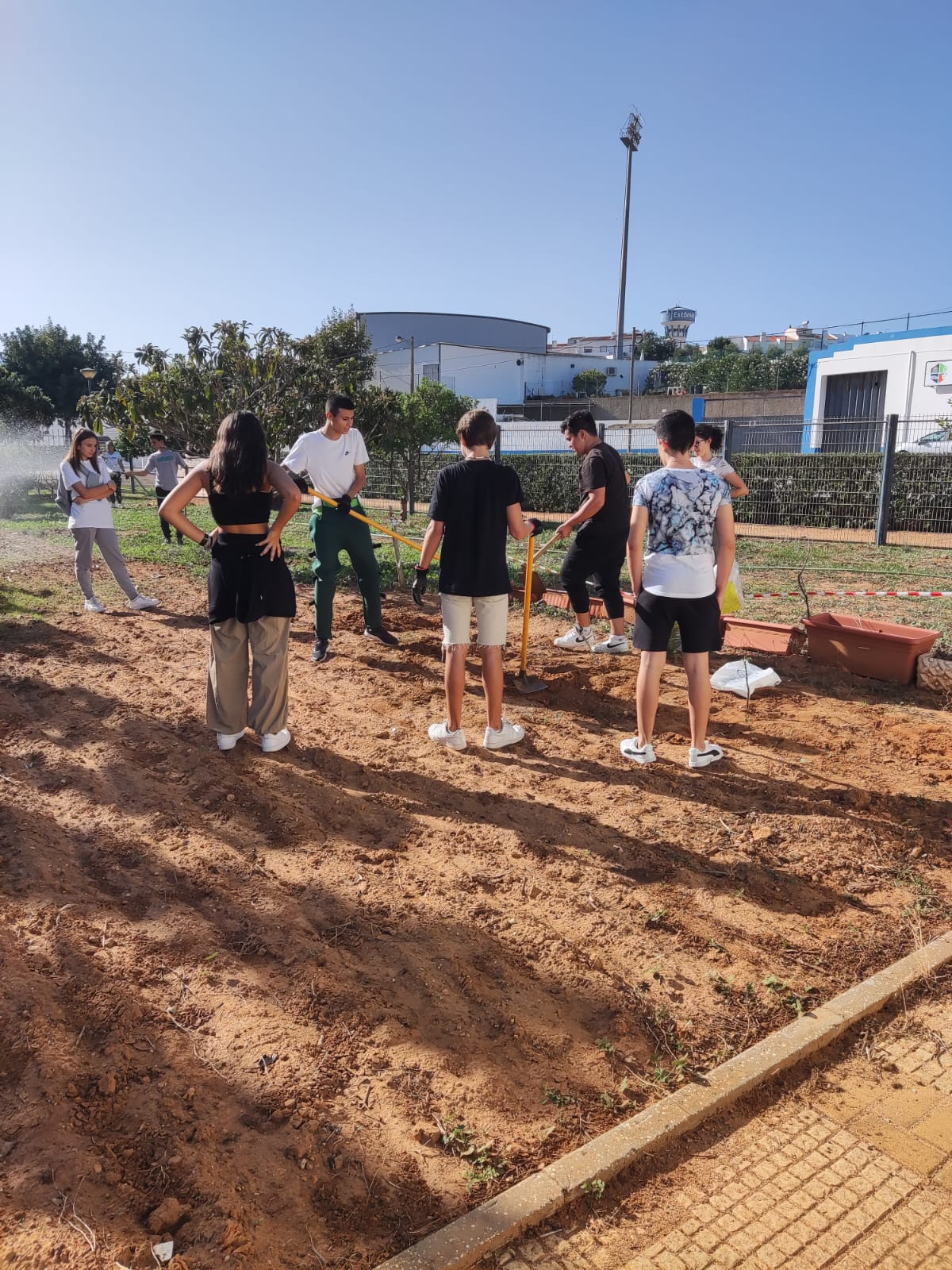 Plantação de couves nabiça por uma turma de alunos.