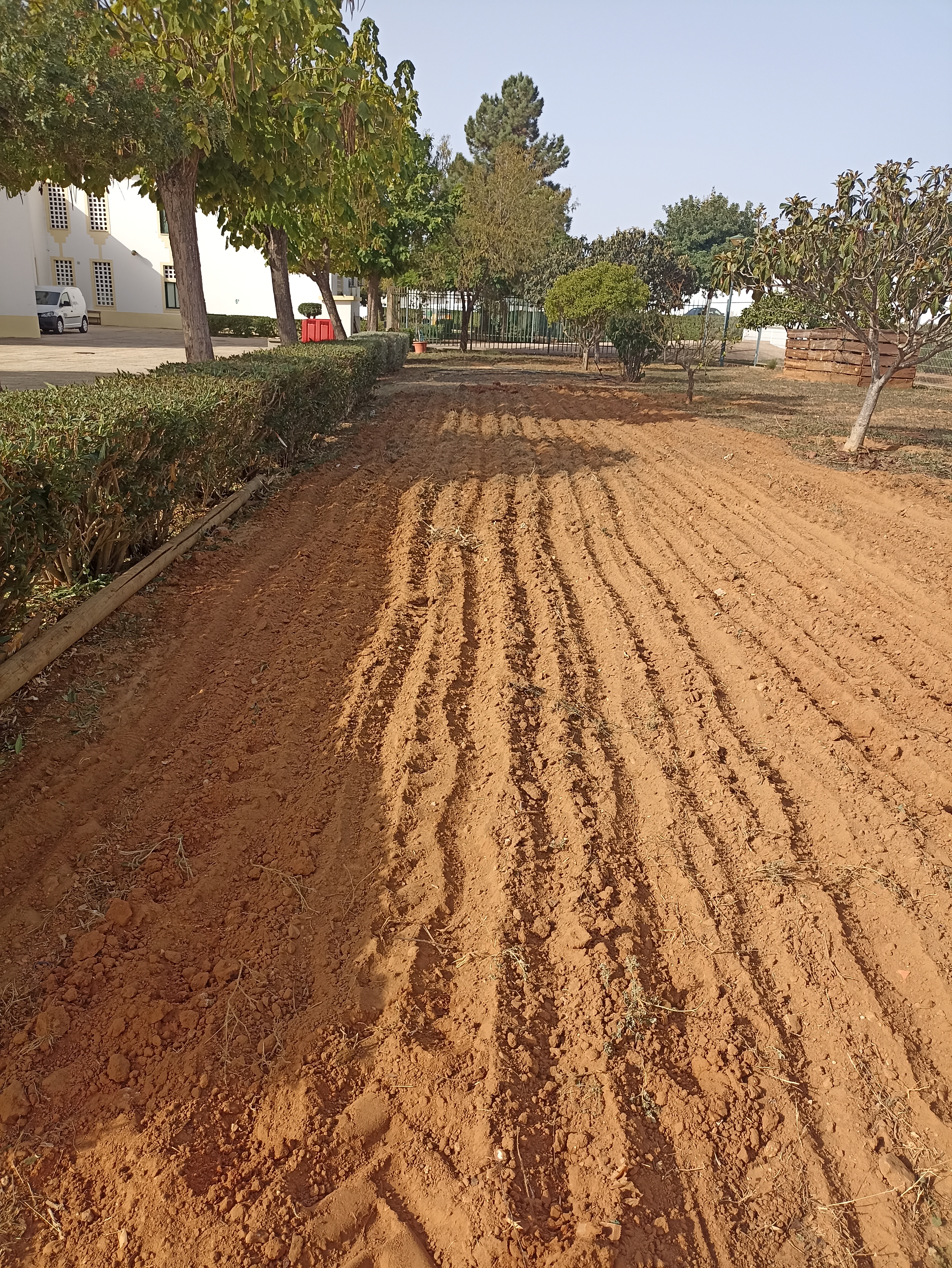 Preparação do terreno, com a ajuda de um encarregado de educação, que auxiliou com um trator e escarificador.