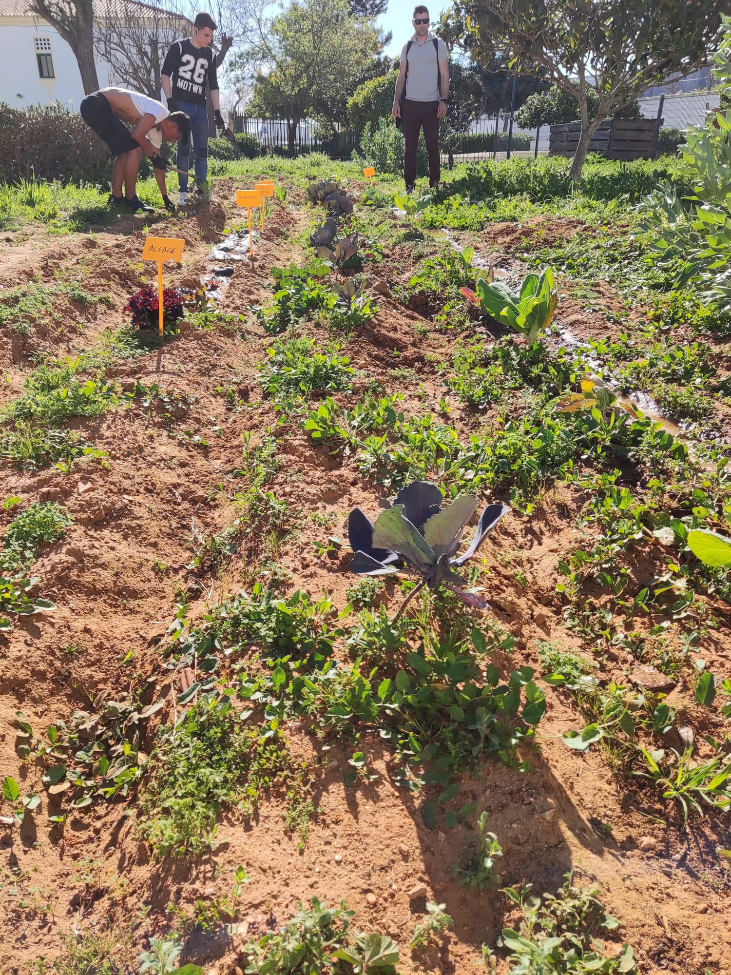 Os nossos produtos hortícolas a crescer, com a supervisão dos nossos alunos.