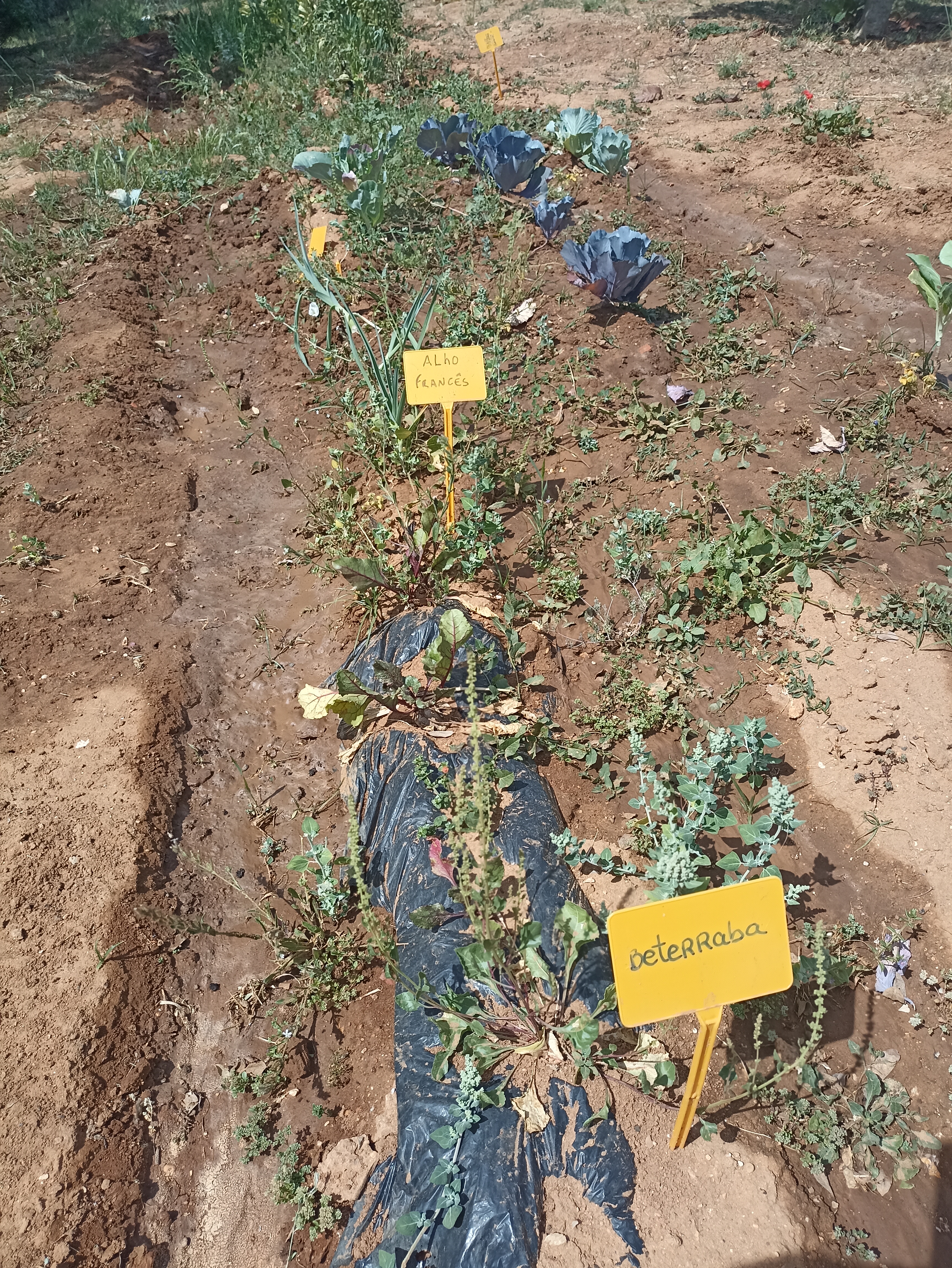 Os nossos produtos hortícolas já prontos para colher.