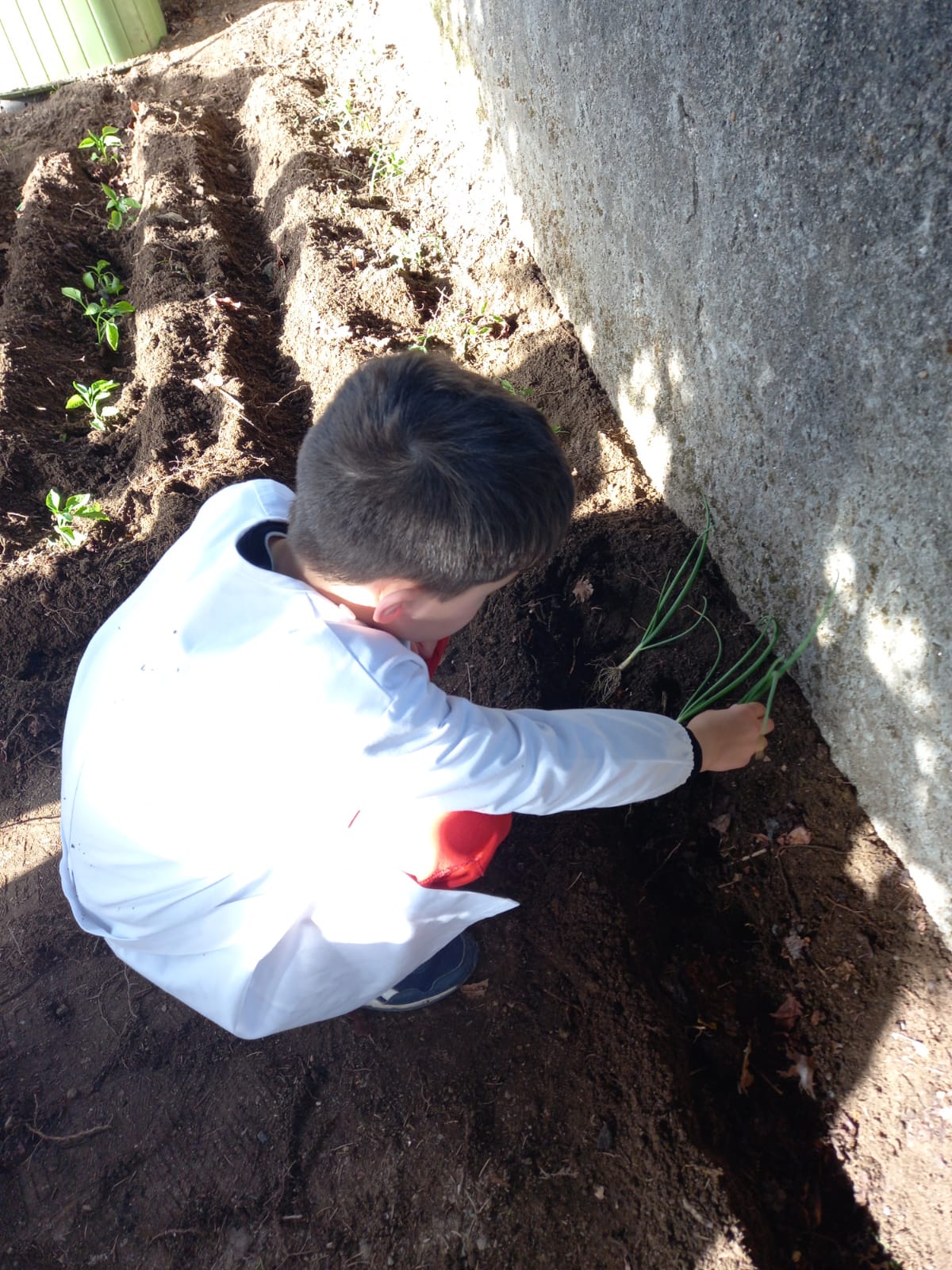 Mais uma plantinha colocada com todo o cuidado na terra.