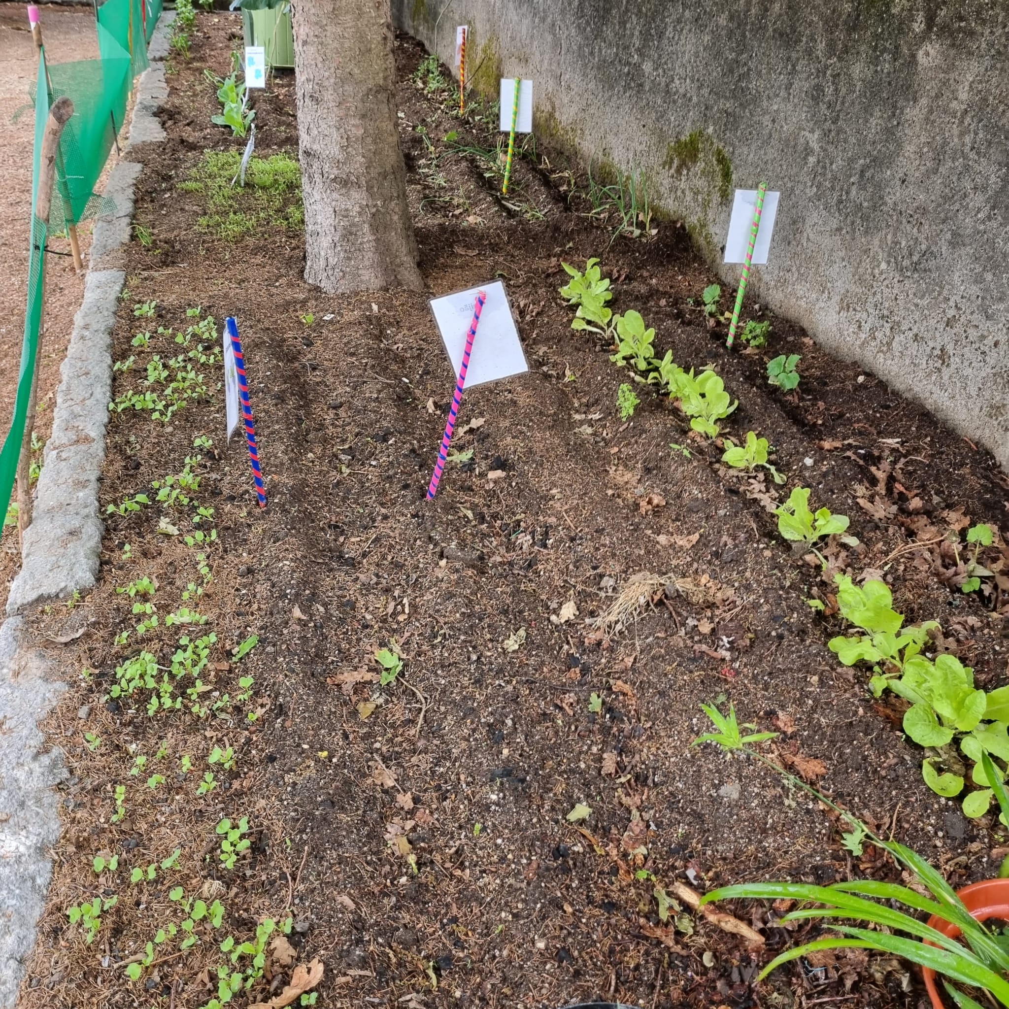 Perspectiva dos vários talhões cultivados na nossa horta com as batatas ao fundo junto do compostor