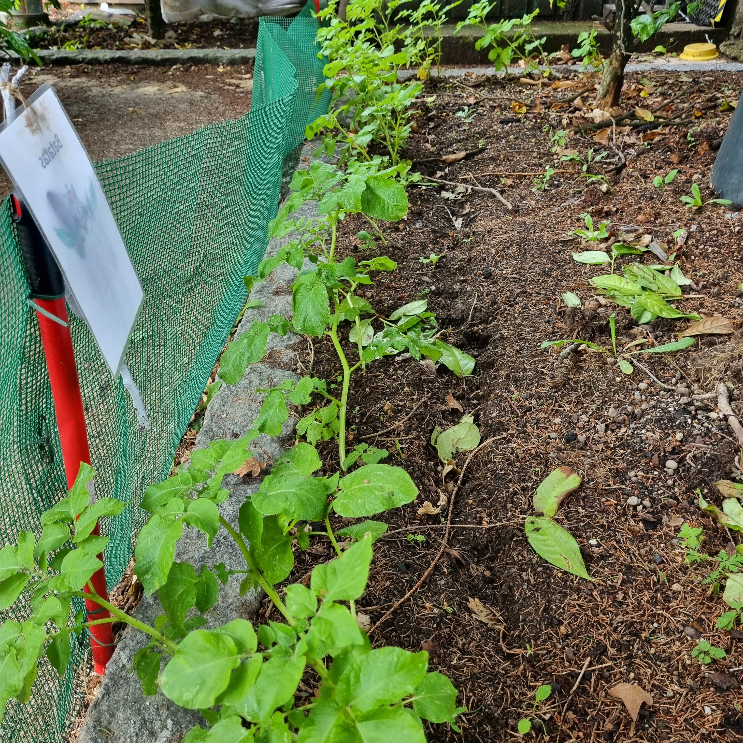 Cantinho das batatas bastante crescidas, prestes a florir