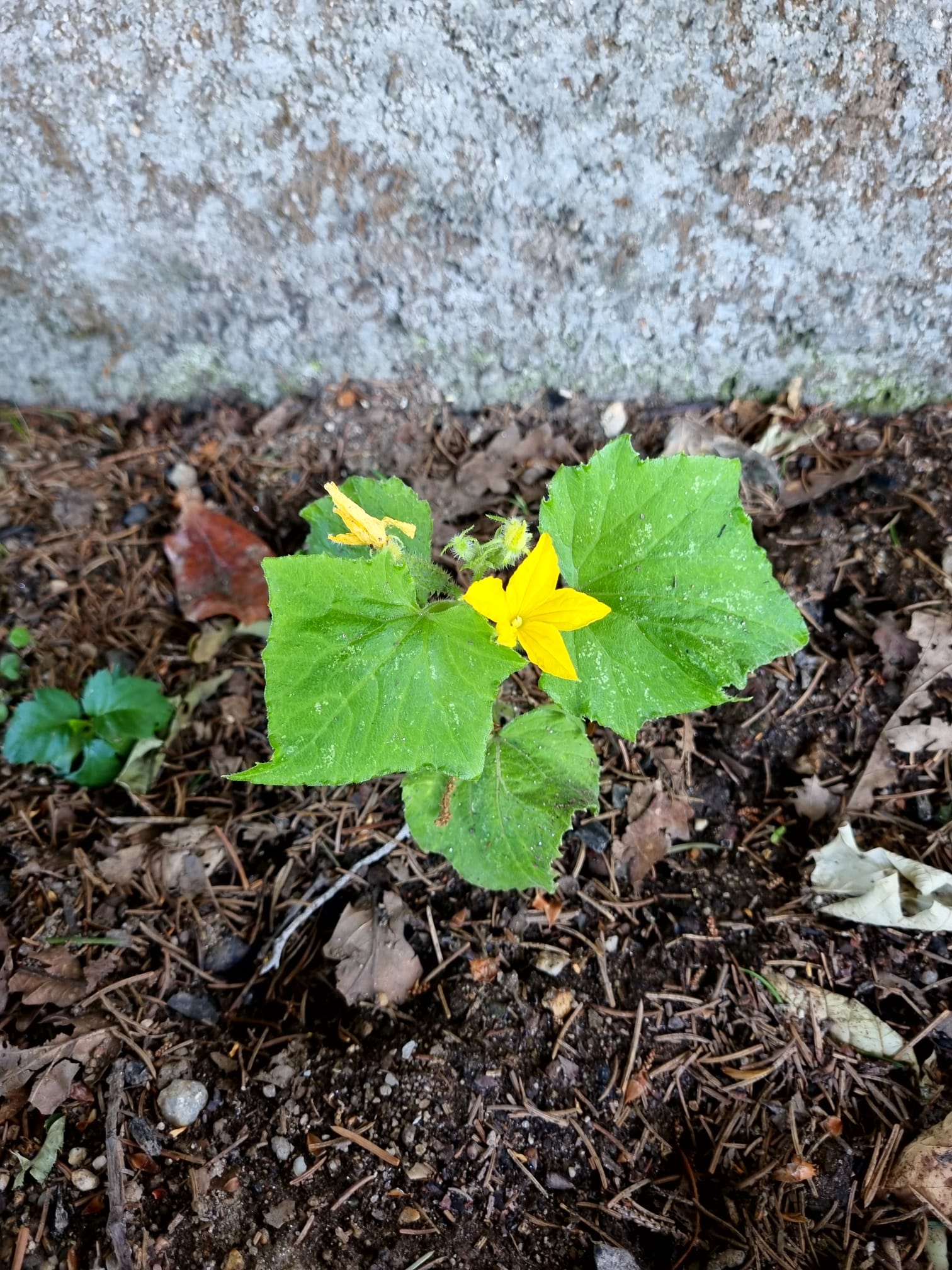 Um pé de pepino, dos dois plantados, já com flor