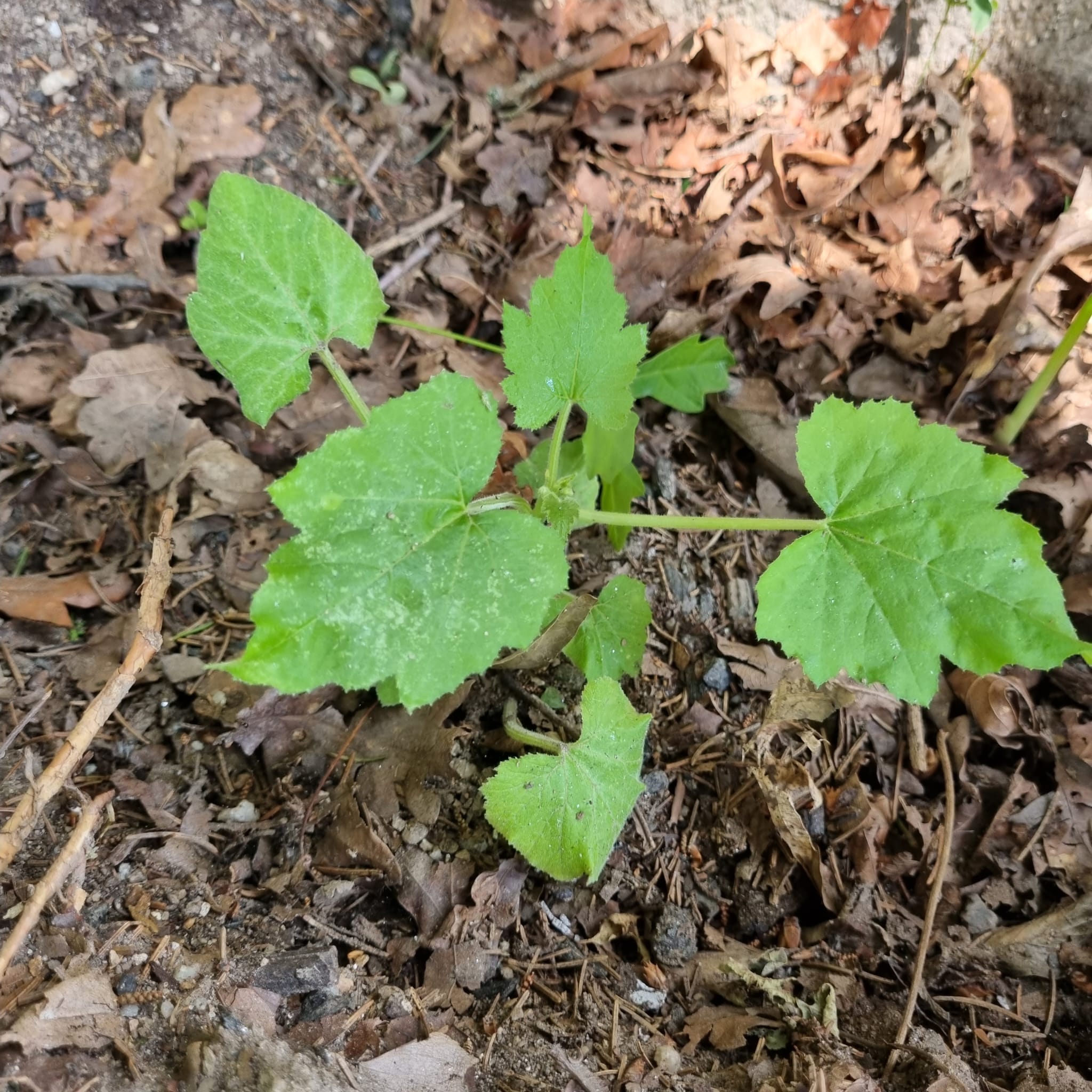 Um dos dois pés de courgete plantados