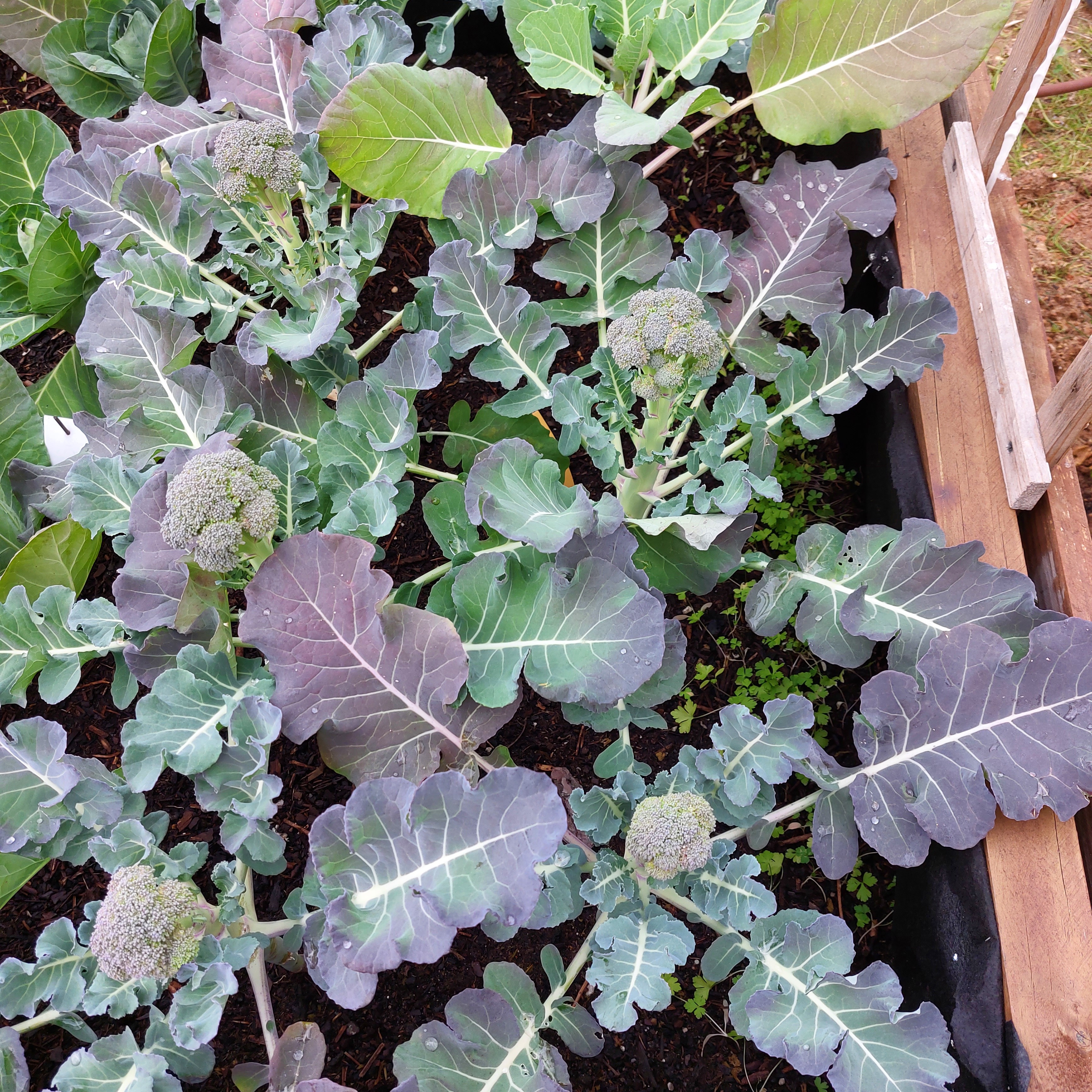 Crucíferas em produção (bróculos).