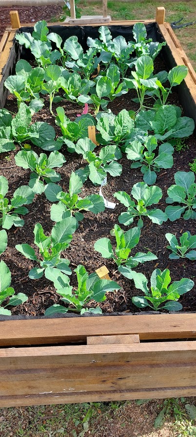 Canteiro de crucíferas em consociação com aromáticas para prevenção de pragas em canteiro elevado.