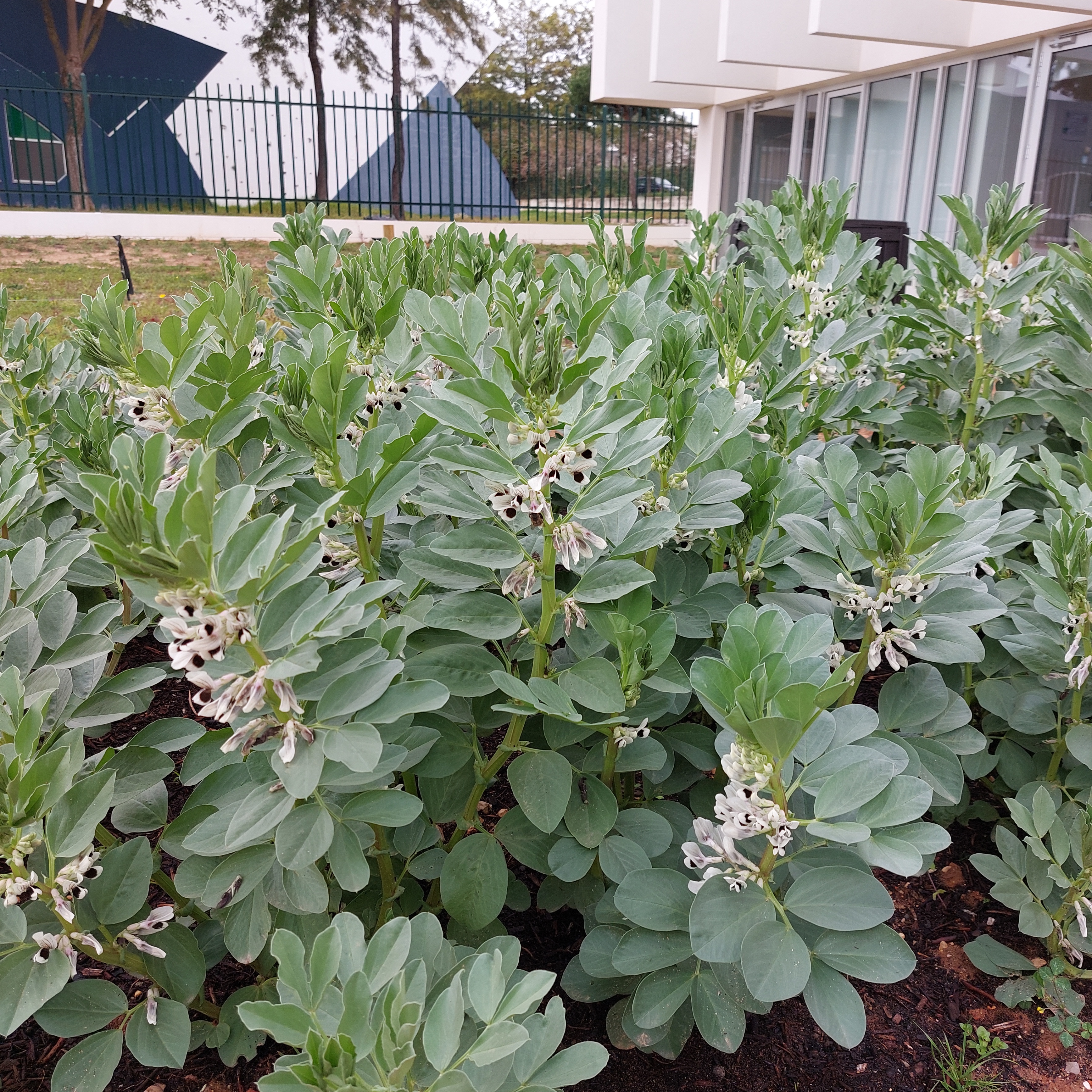 Desenvolvimento e floração do faval.