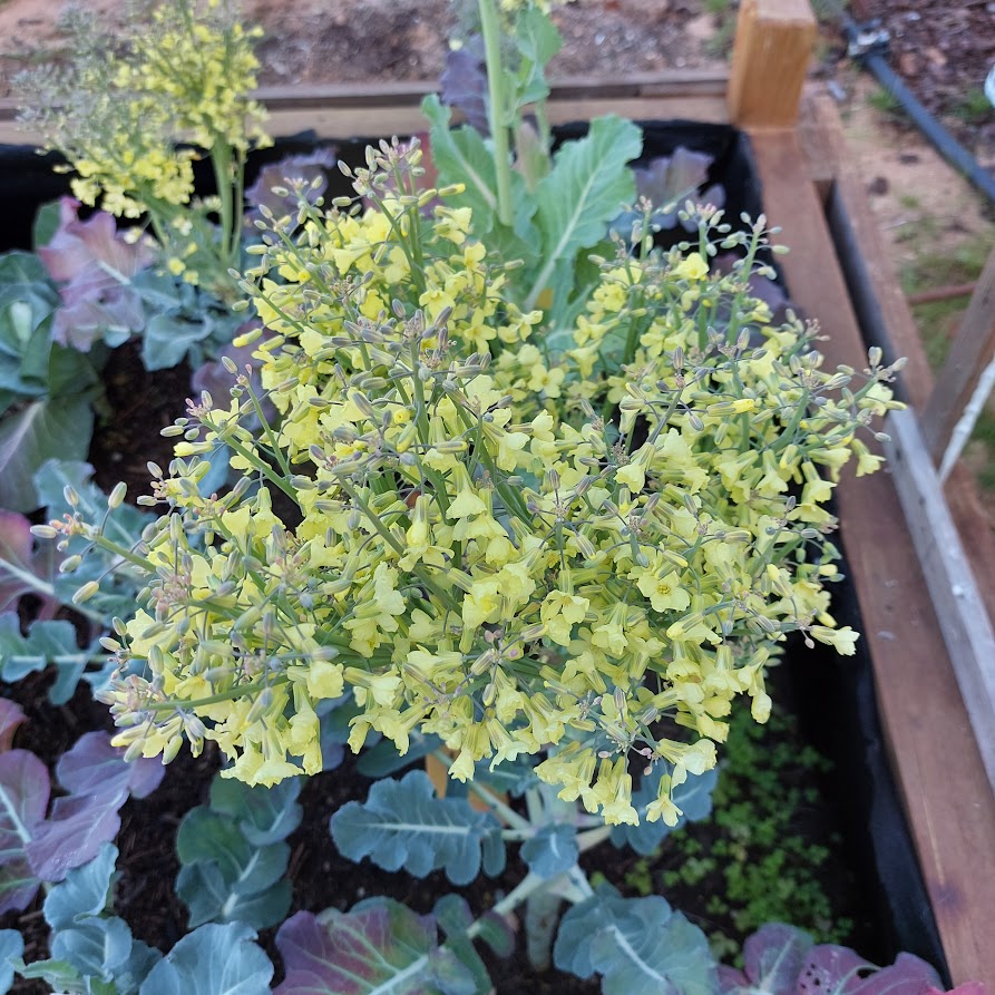 Bróculos em flor para produção e recolha de sementes.
