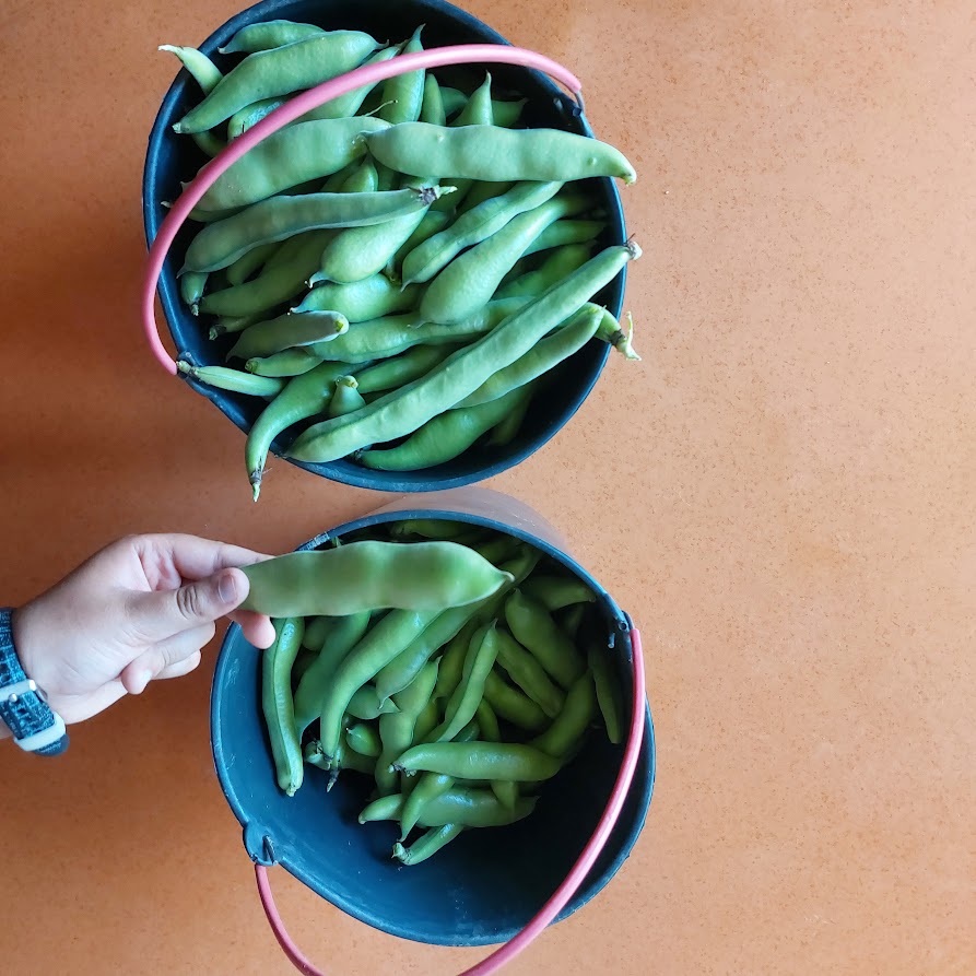 Colheita de favas no final de março.