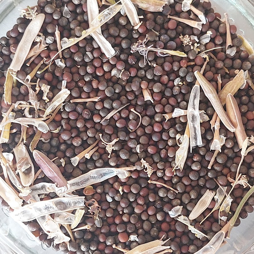 Em cada cultura, foram sempre reservados exemplares para produção de sementes a usar no próximo ano letivo. Os alunos puderam assim acompanhar todas as fases do processo: da semente à planta e da flor à semente! Foi uma experiência maravilhosa.