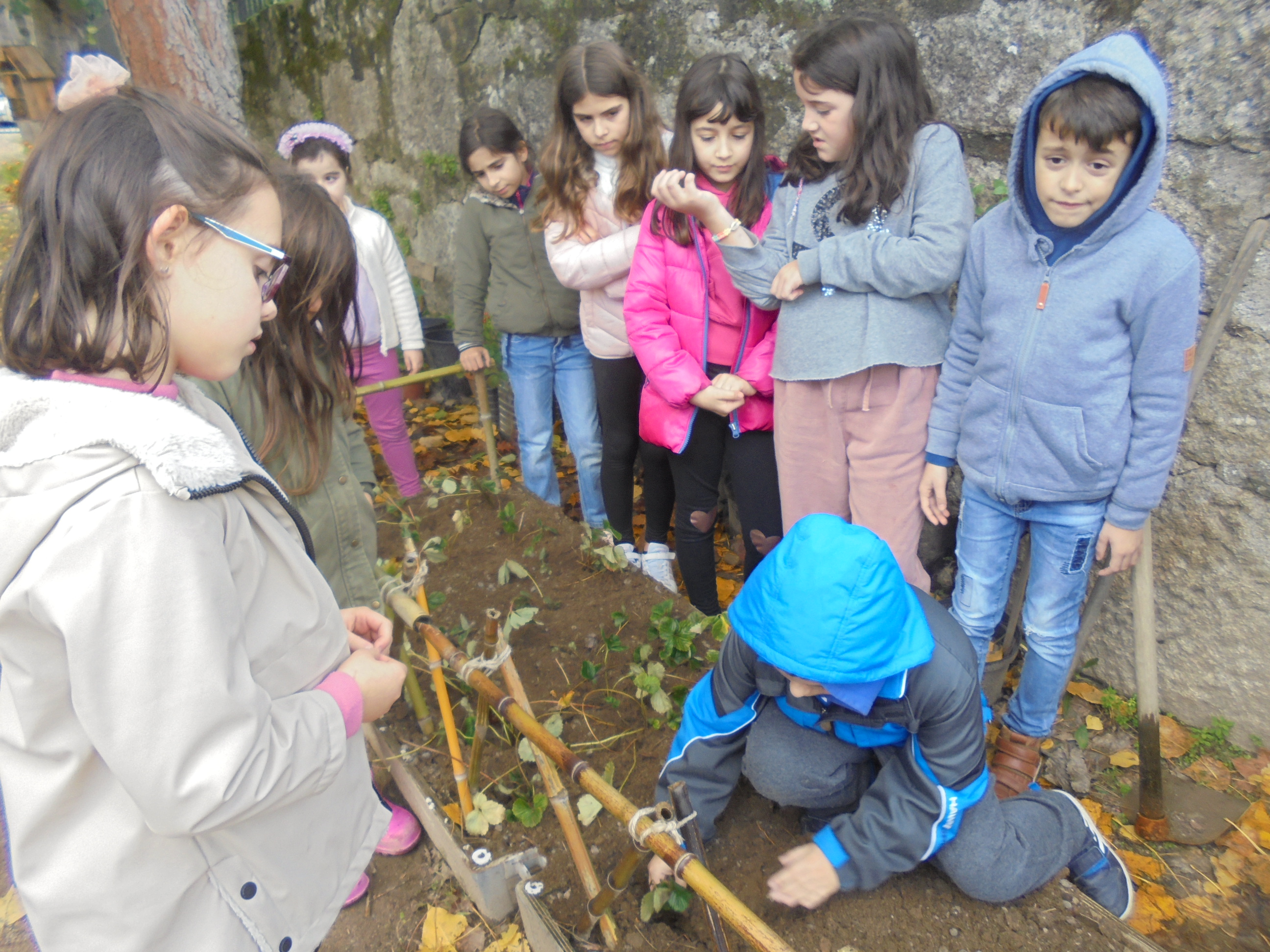 Plantação de morangueiros