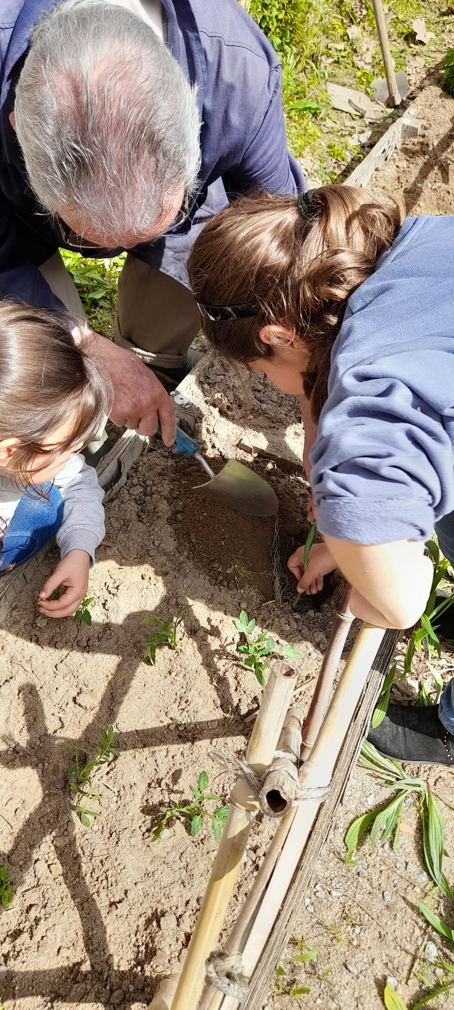 Plantação do cebolo.