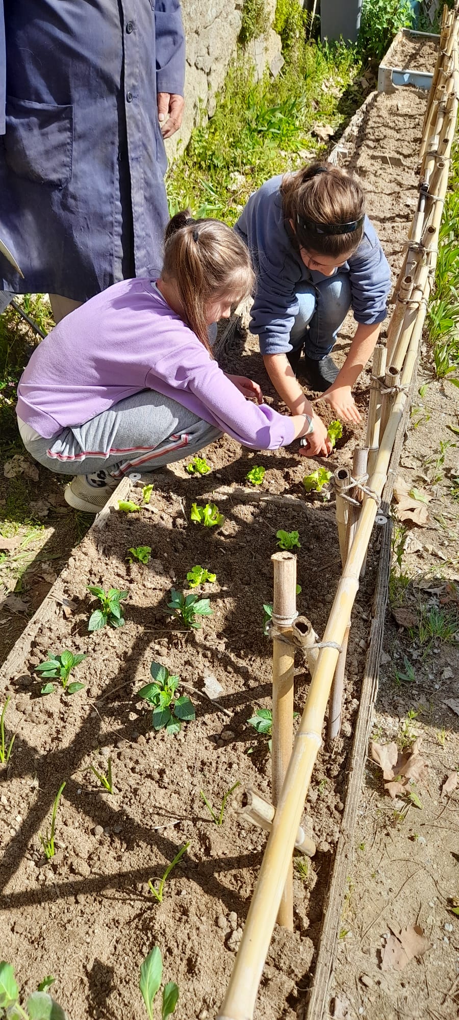 Plantação de alfaces.