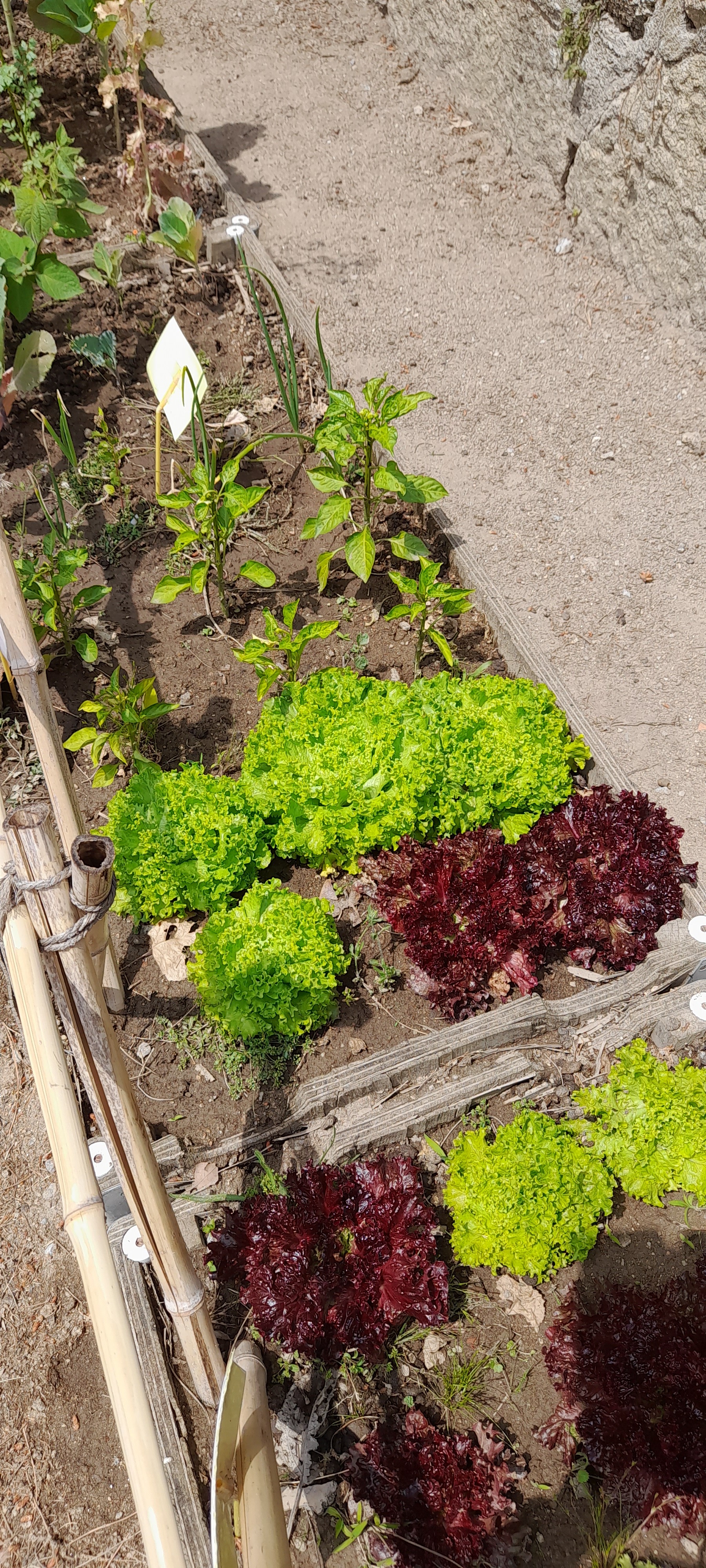 As alfaces já começam a ser colhidas para fazermos a salada que acompanha os pratos principais que são servidos na nossa cantina.