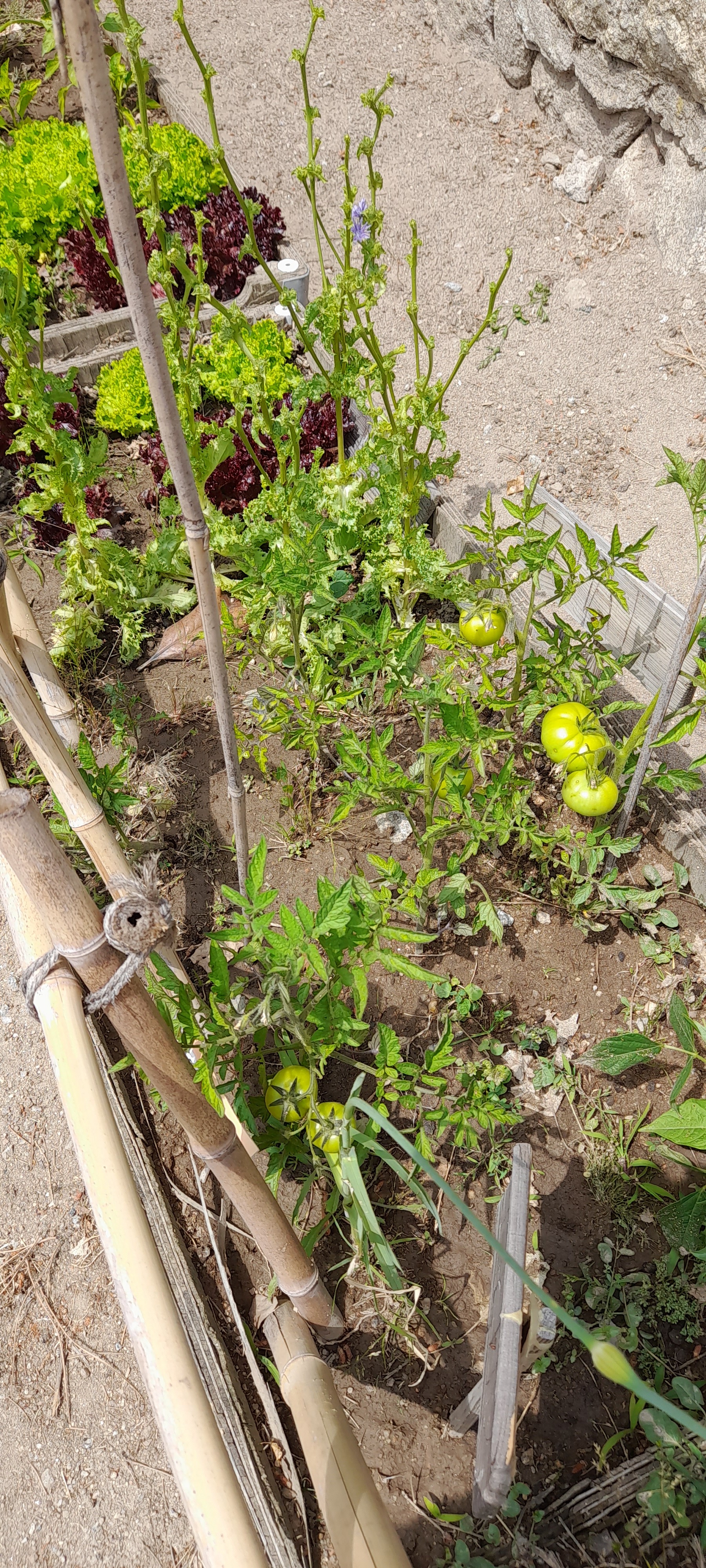 Os tomateiros já começam a ficar carregados de tomates que serão servidos no nosso almoço.