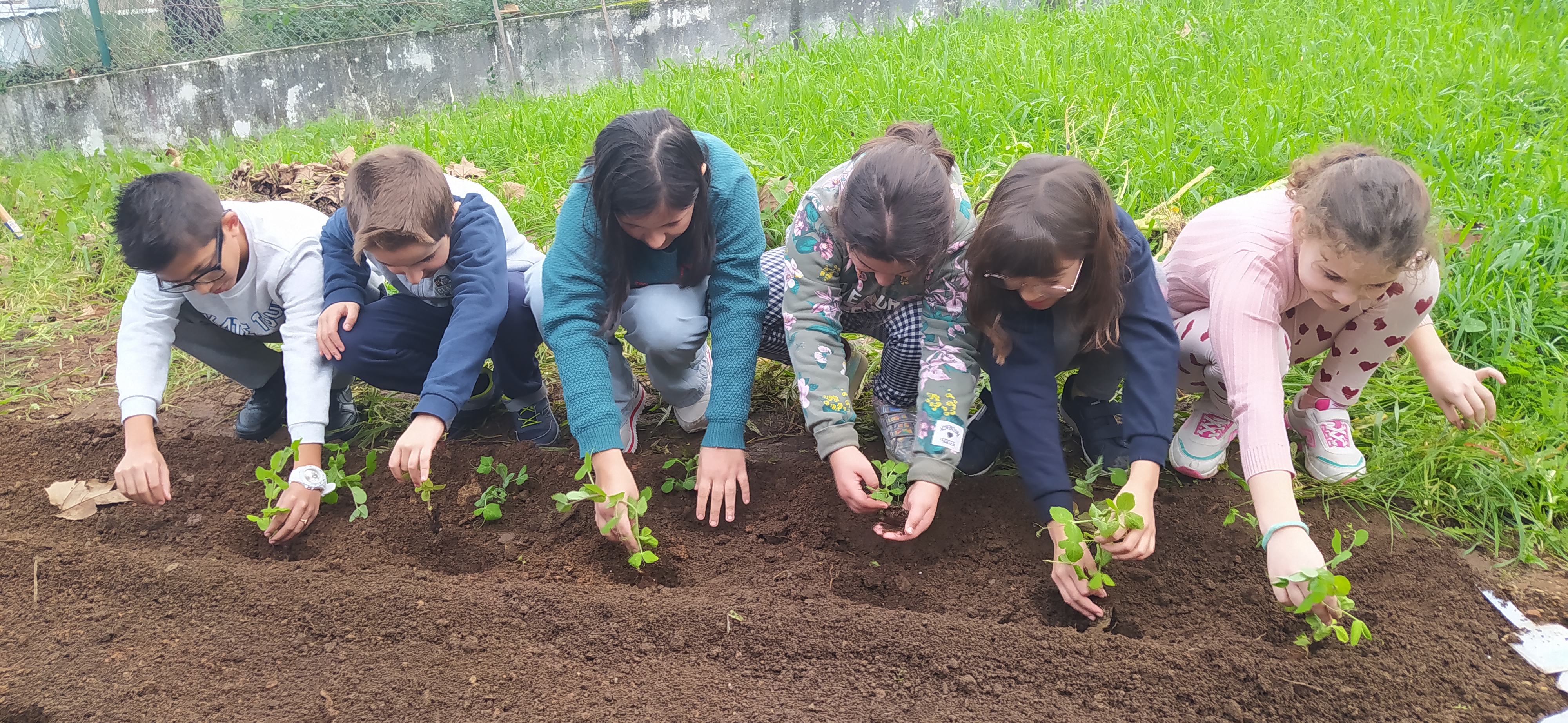 Plantação da ervilha