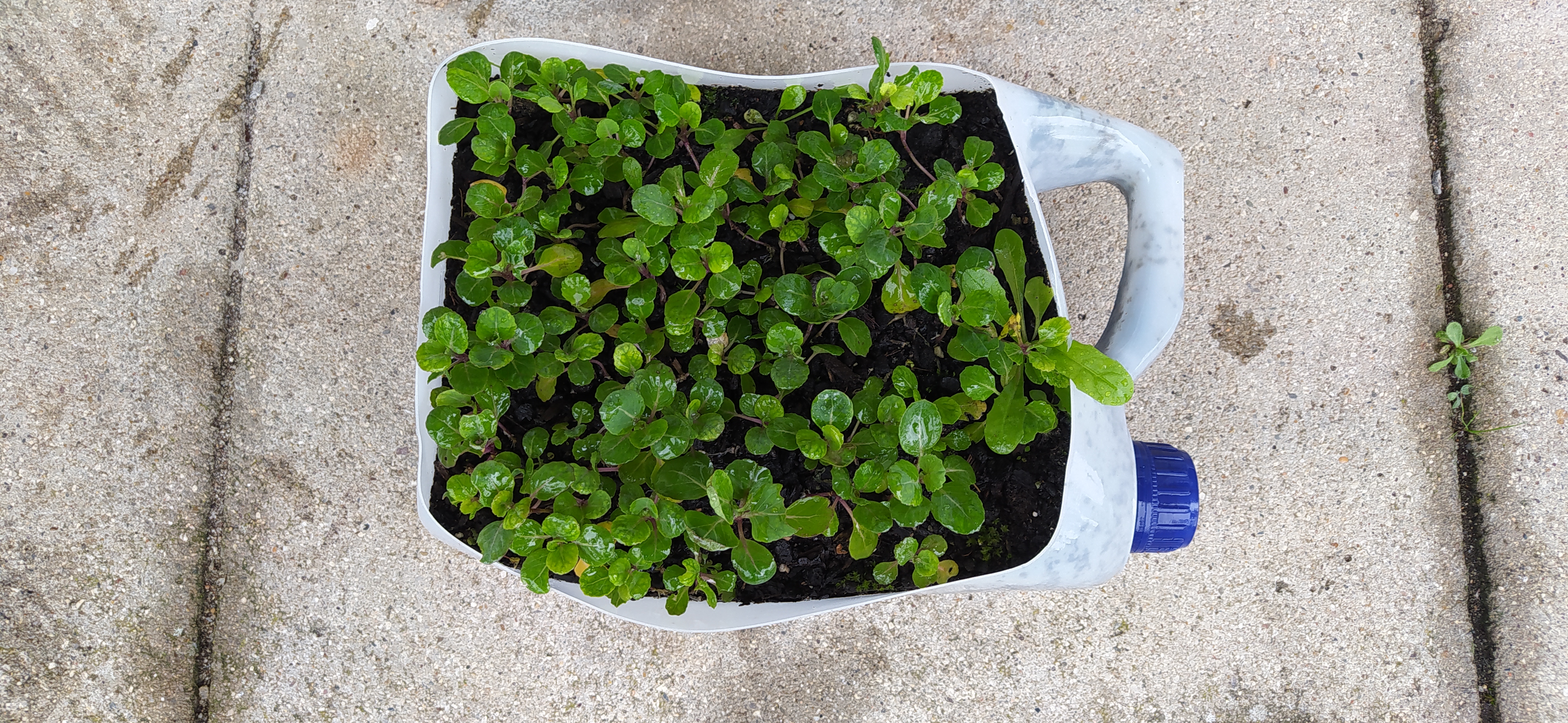 Germinação das couves de bruxelas