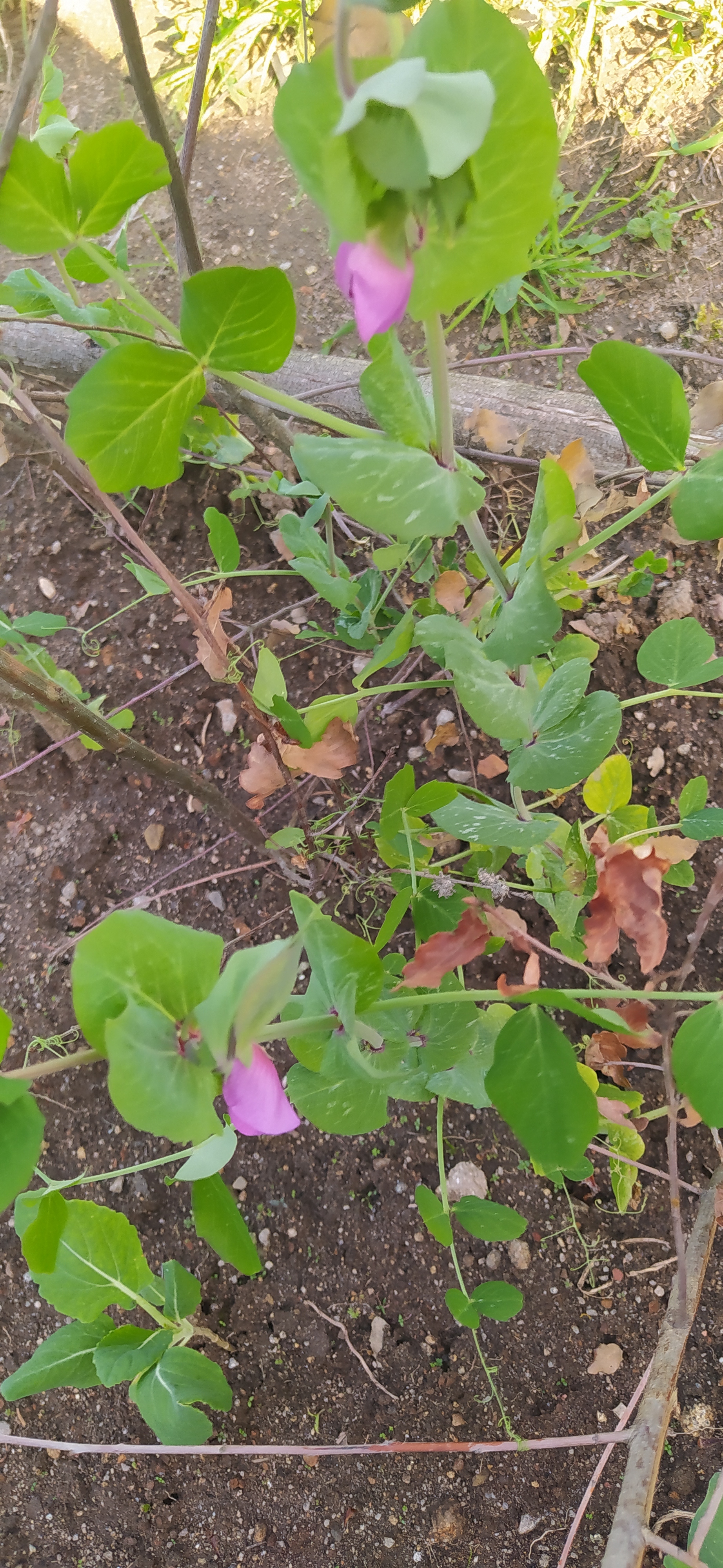 Floração da ervilha