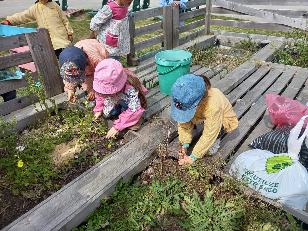 Após a construção e preparação da estrutura, chegou o inverno. Com o mau tempo, deixamos o espaço sem cultivar. Em fevereiro, encontrava-se com ervas daninhas, foi necessário, as criançs prepararem o terreno para o cultivo.